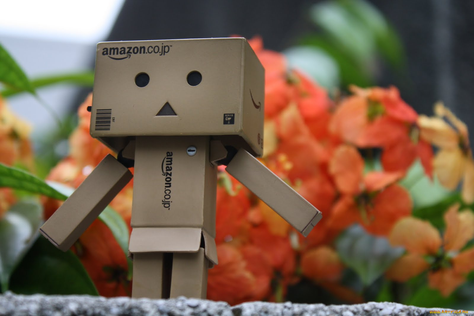 разное, данбо, danboard, коробочка