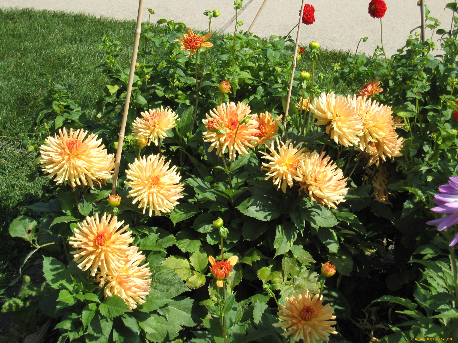 цветы, георгины