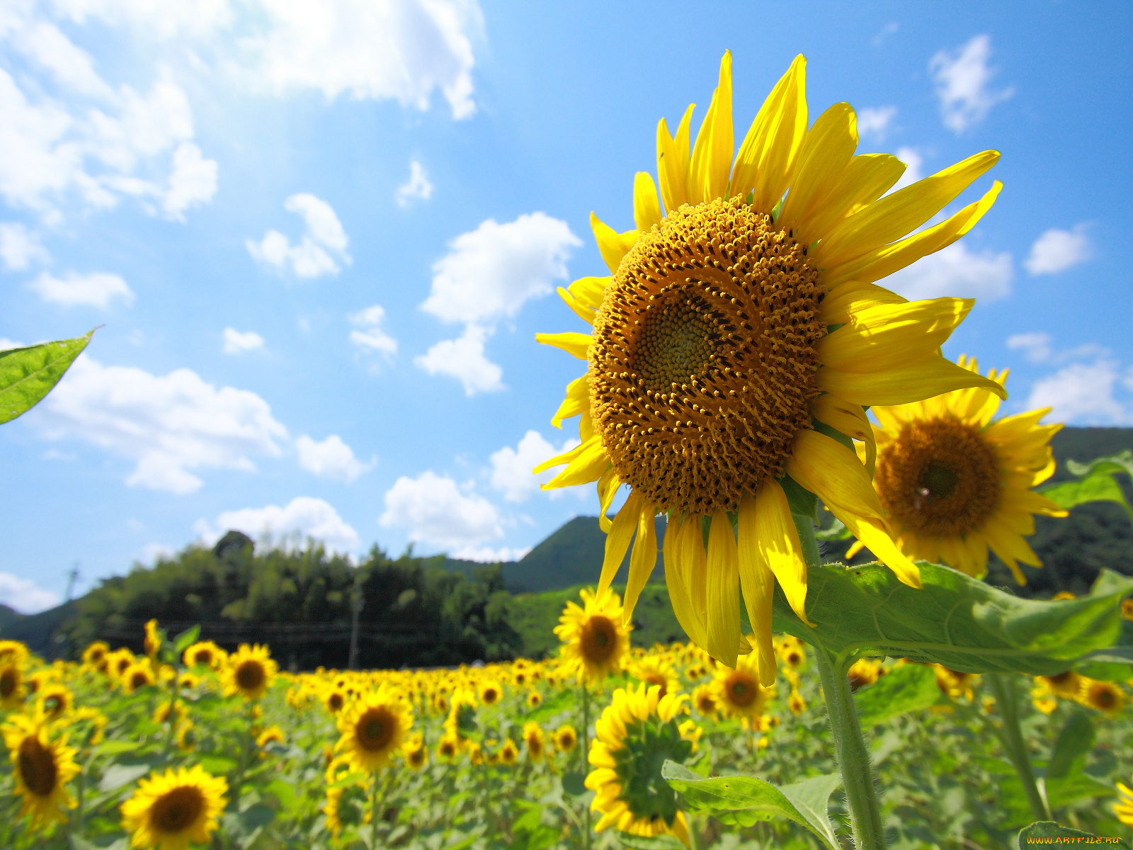 цветы, подсолнухи