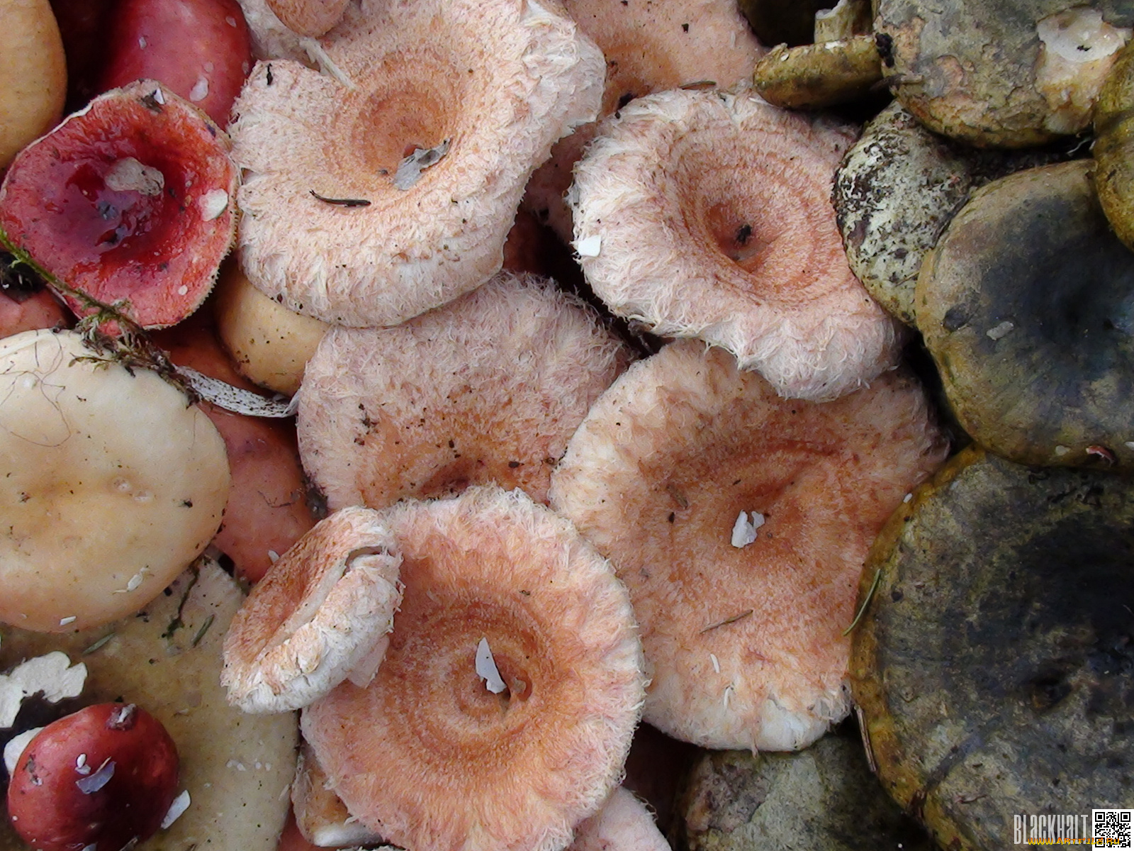 еда, грибы, грибные, блюда