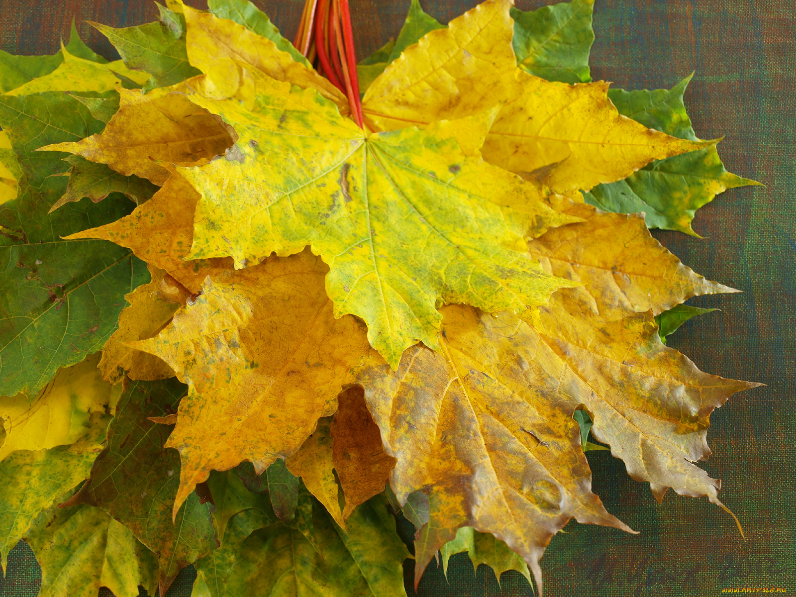 природа, листья, осень