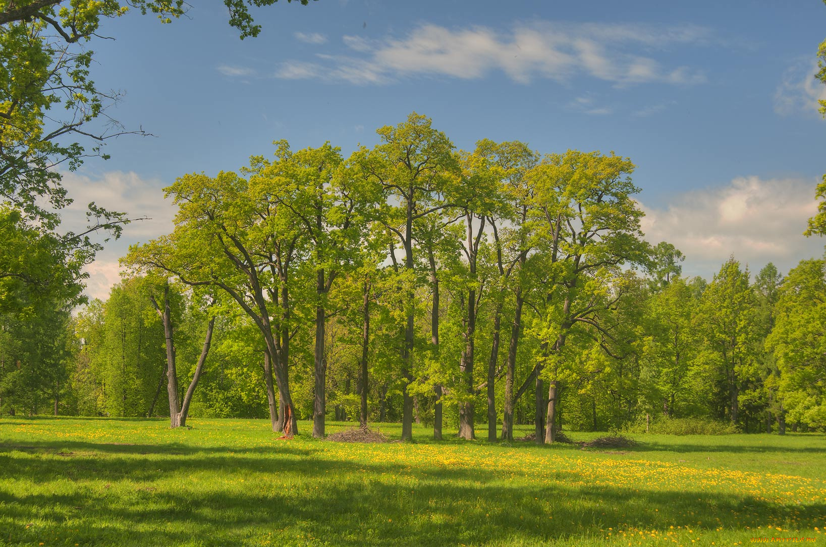 природа, деревья, луг