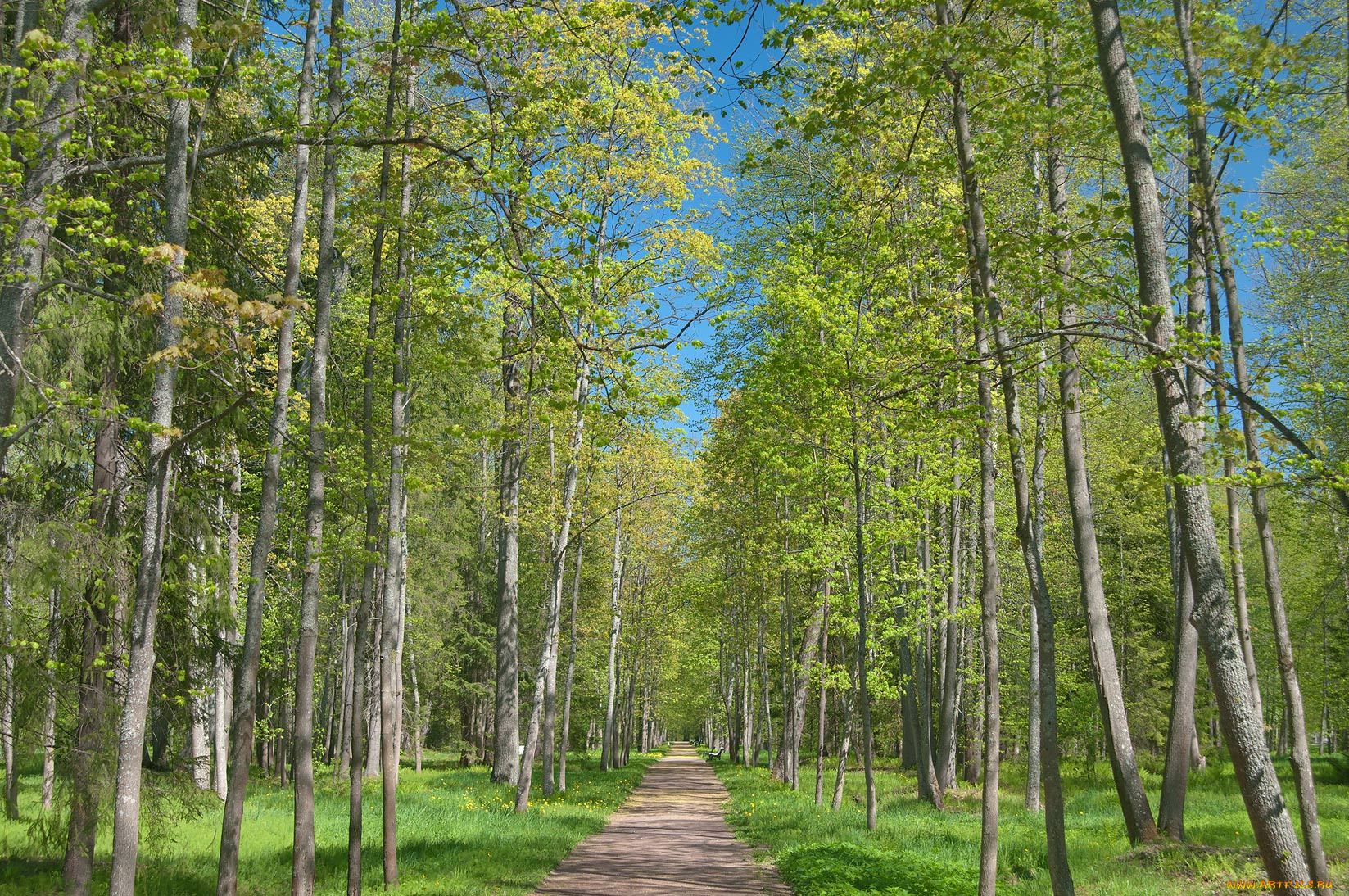 природа, дороги, алея, деревья
