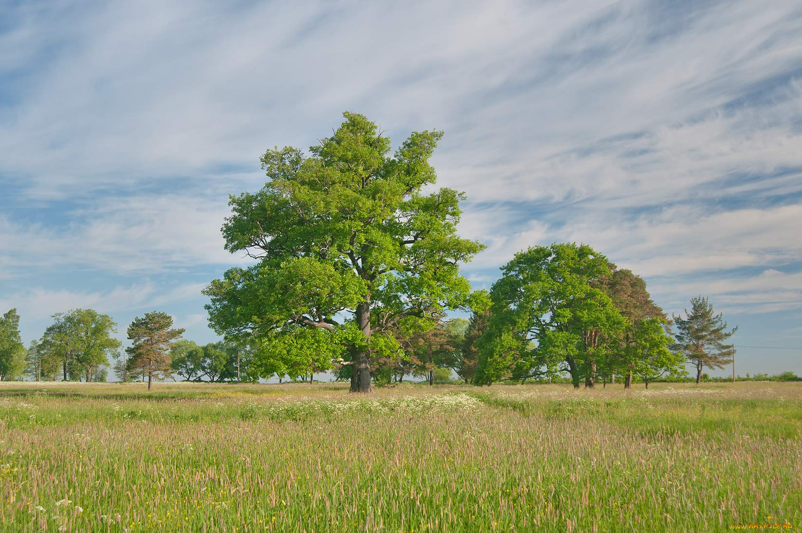 природа, луга, дерево, луг