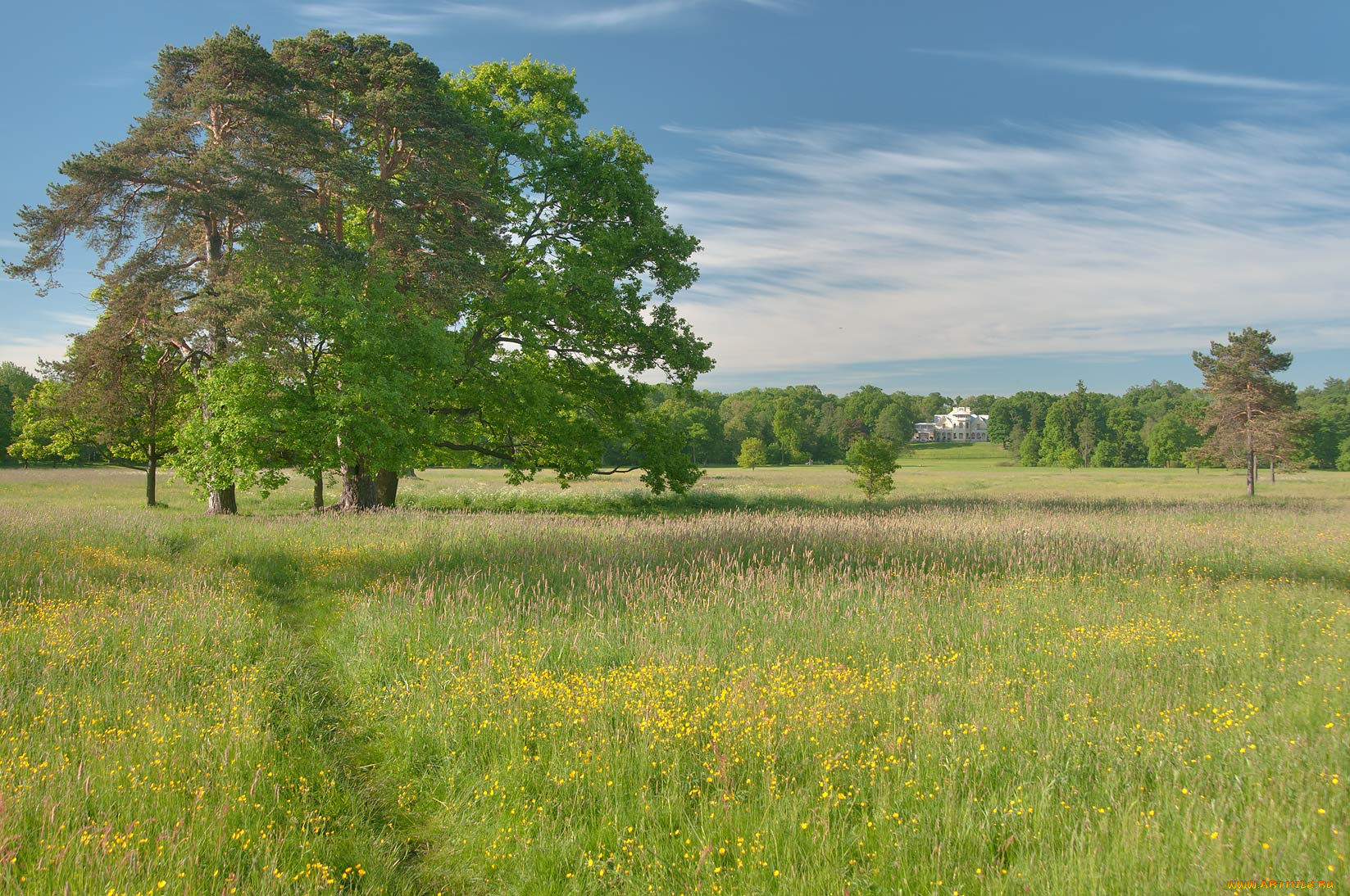 природа, луга, лето, луг, дерево