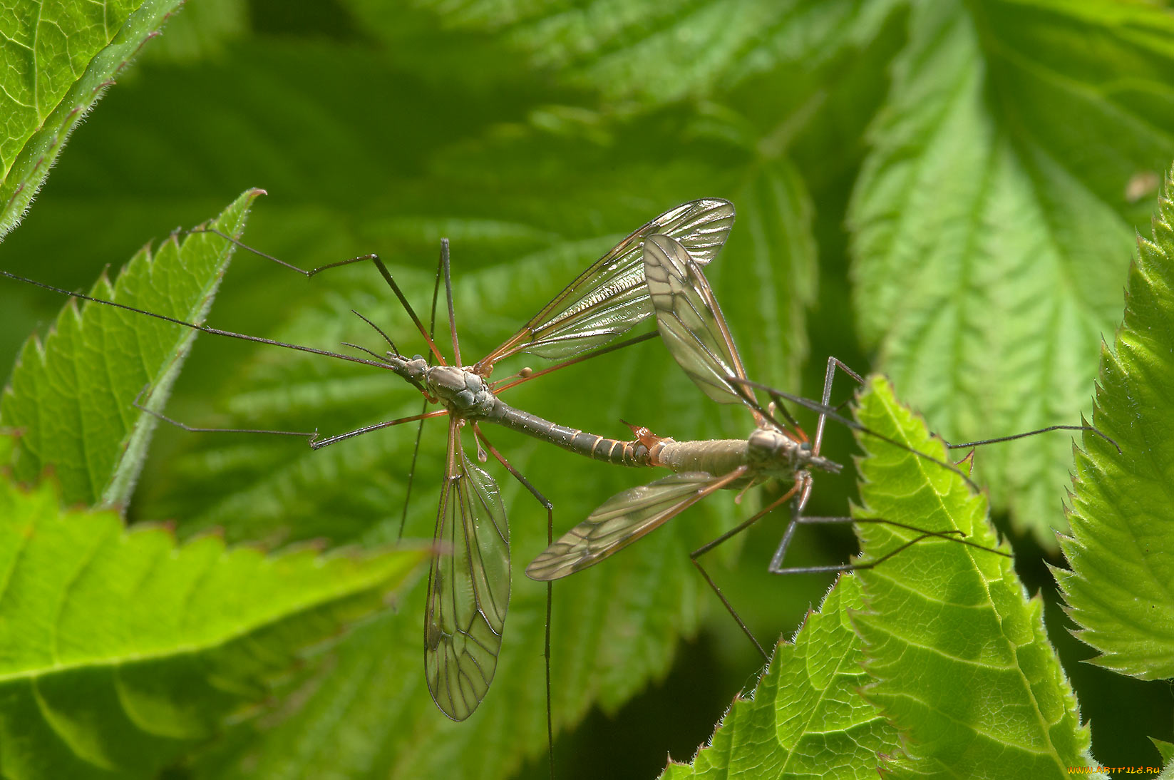 животные, насекомые, стрекозы