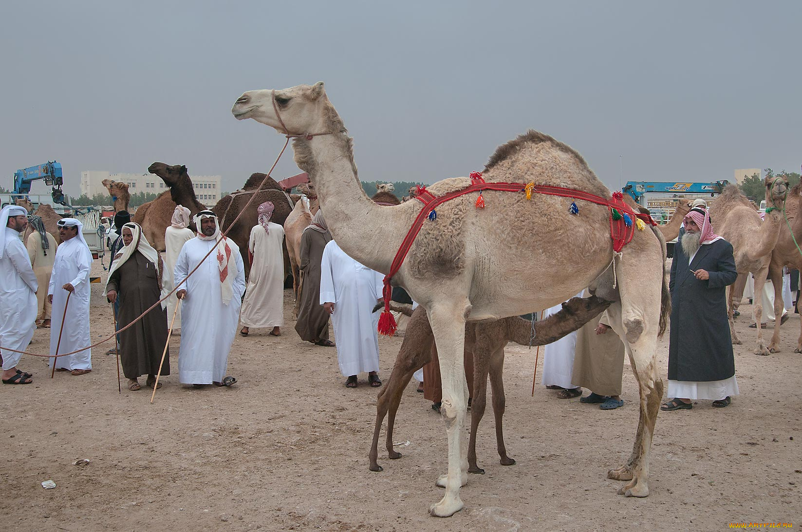 животные, верблюды