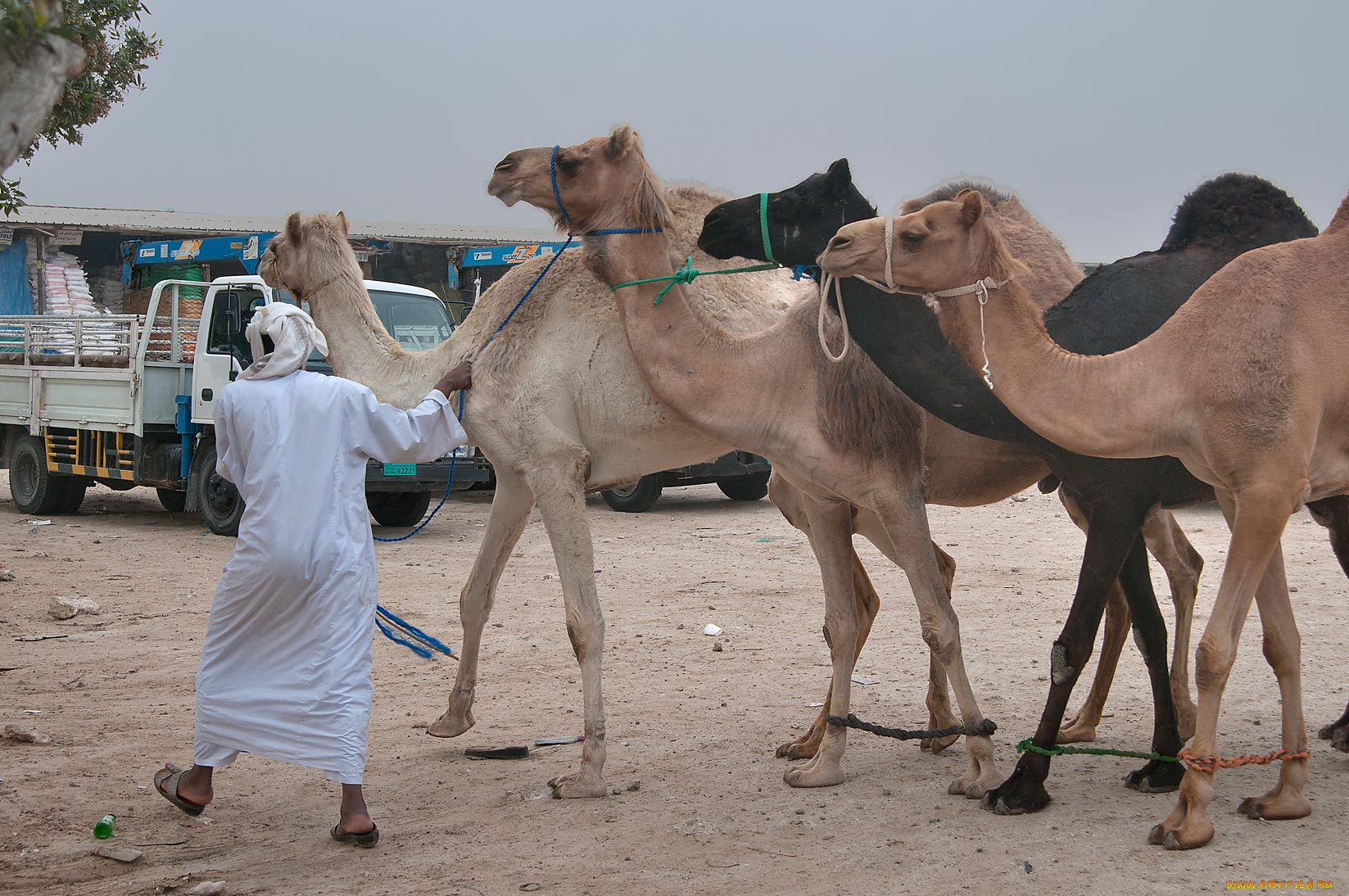 животные, верблюды