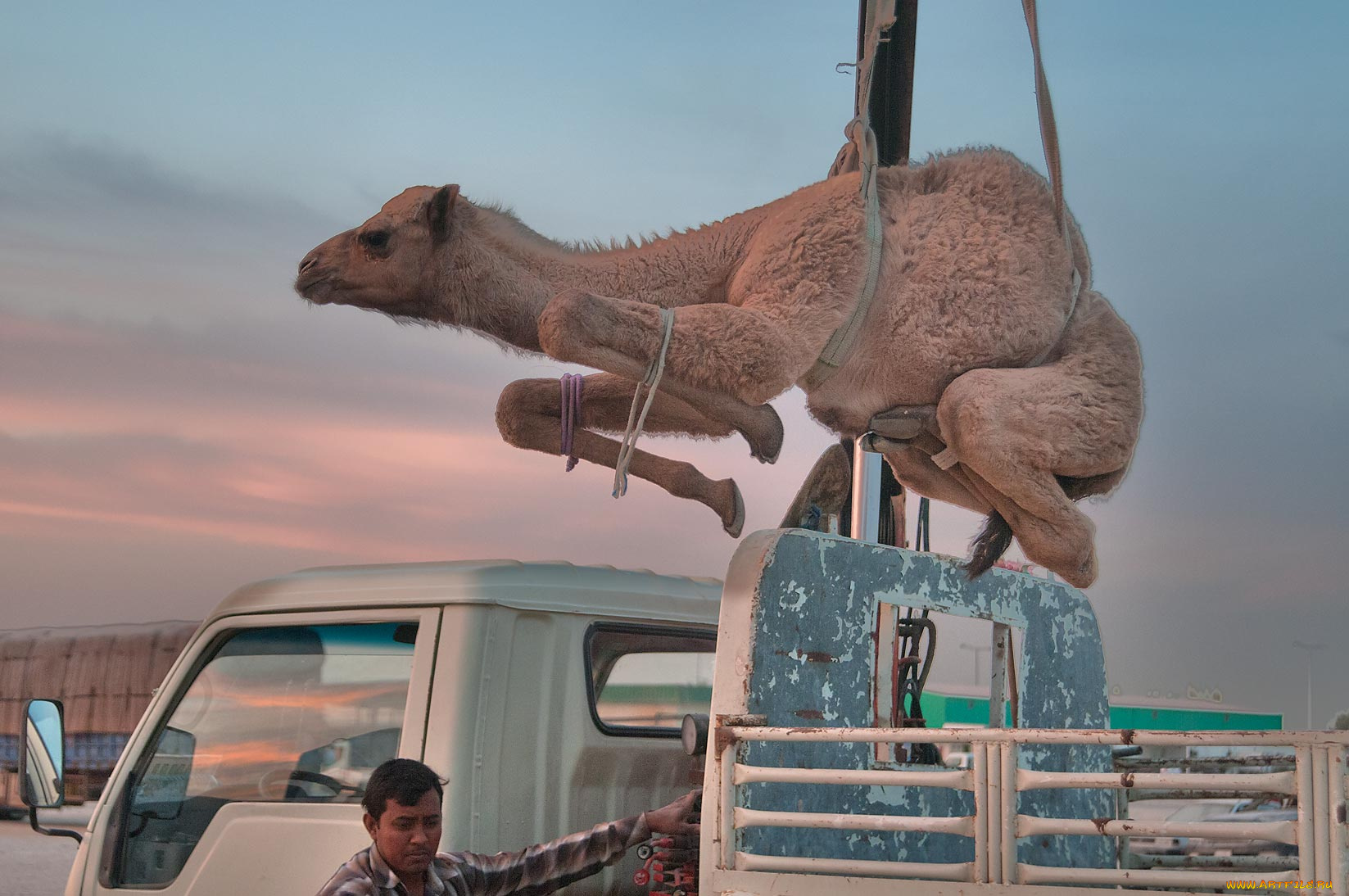 животные, верблюды, верблюд