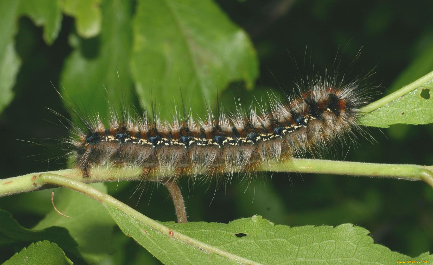 животные, гусеницы, ветка, гусеница