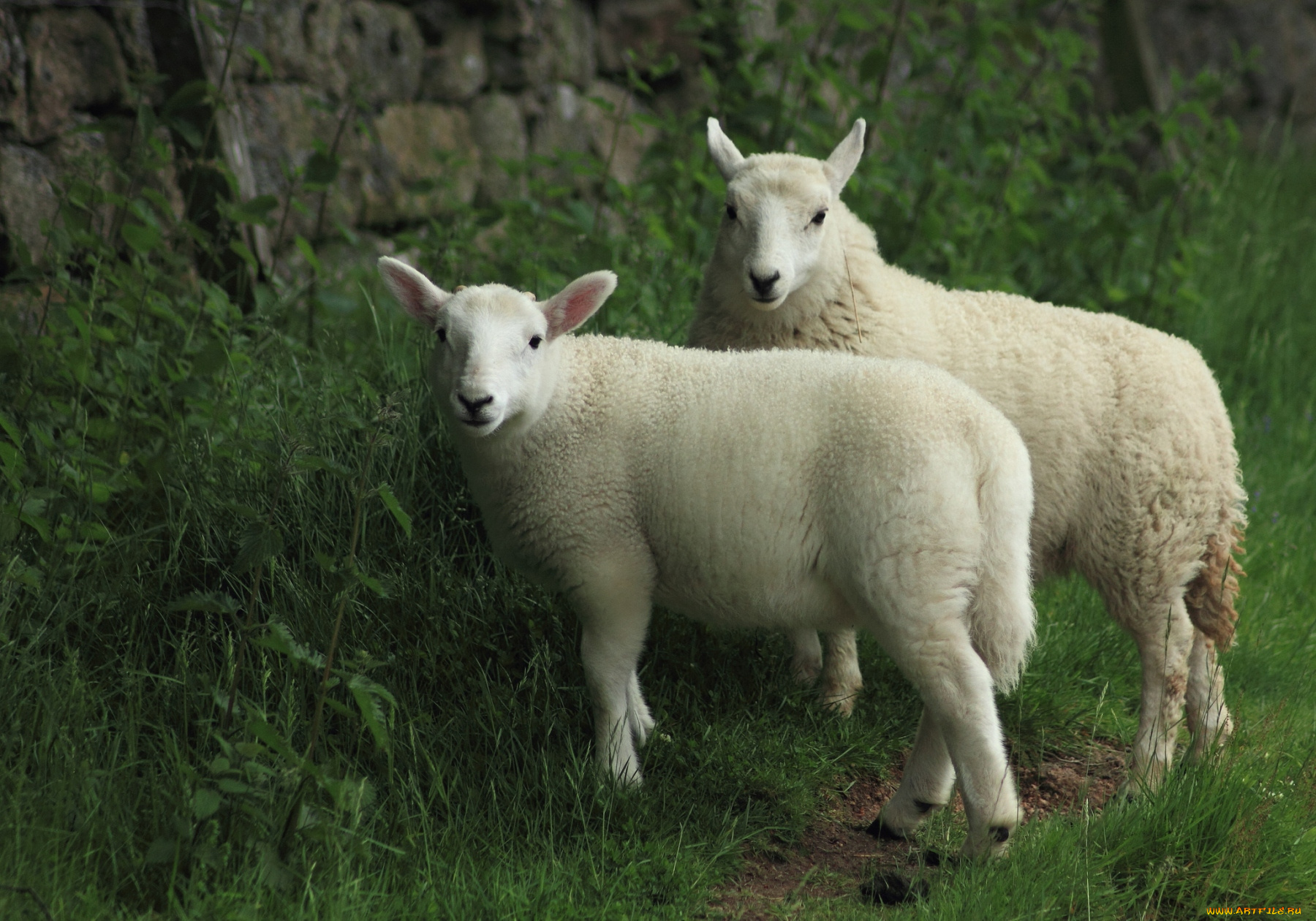 животные, овцы, бараны, шерсть, белые