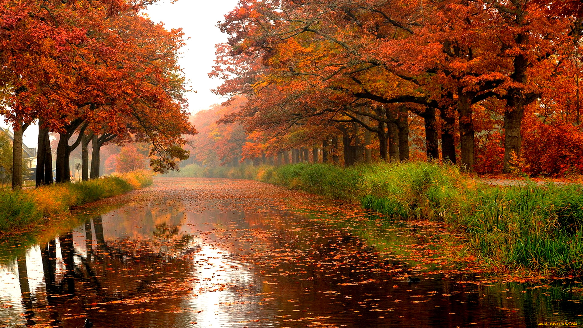 autumn, rain, природа, реки, озера, осень, дождь, дорога, листва, деревья