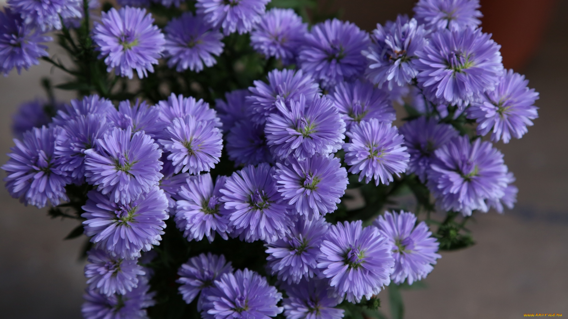 цветы, астры, фиолетовый