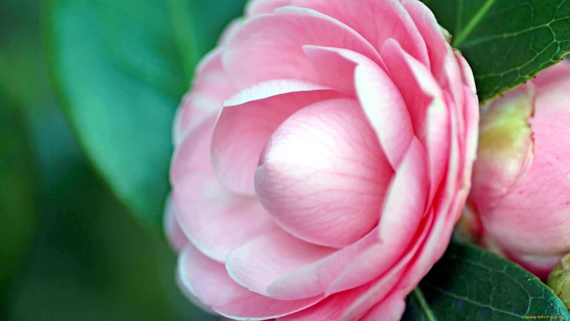 цветы, камелии, розовый, нежный