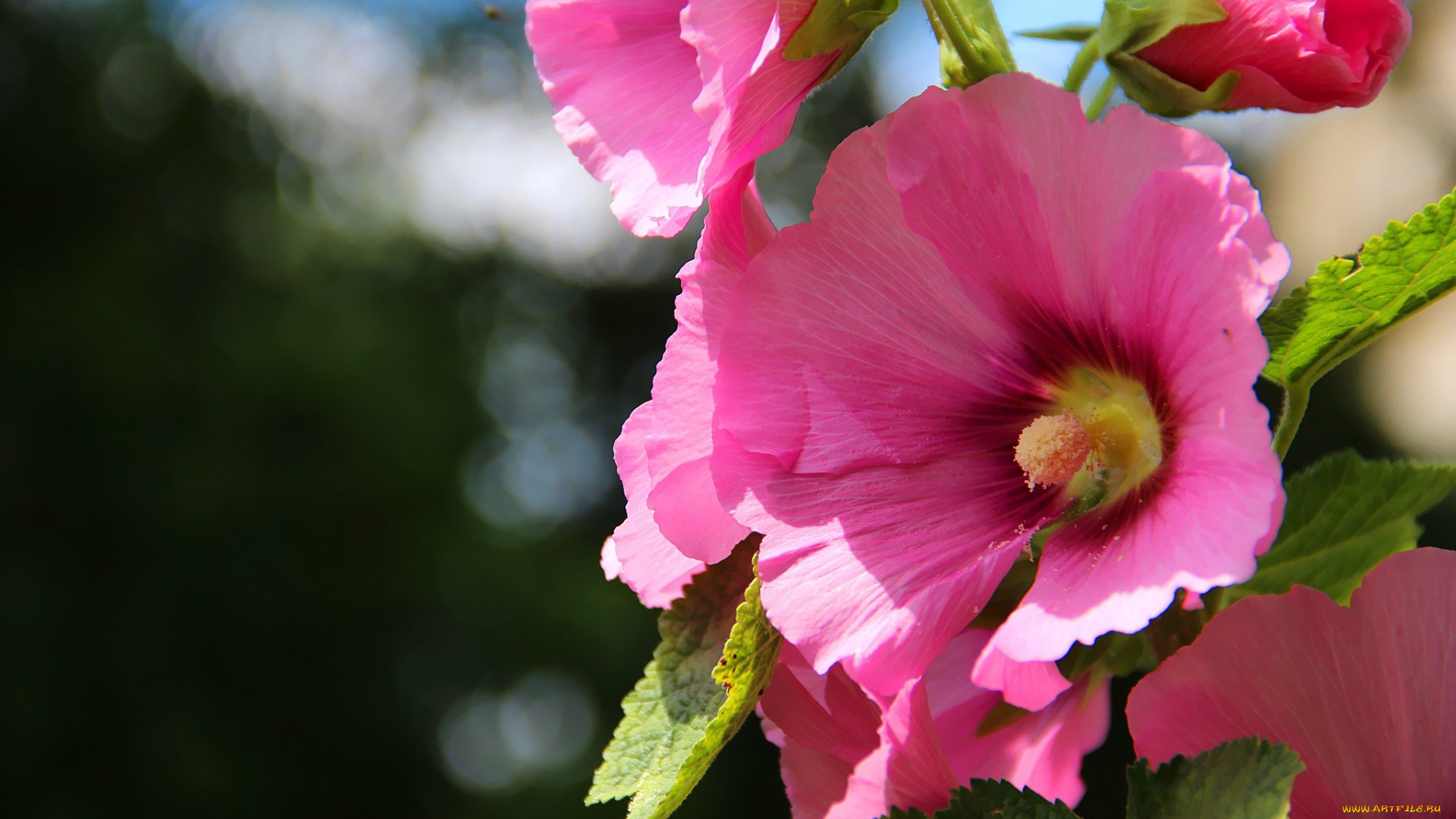 цветы, мальвы, розовый