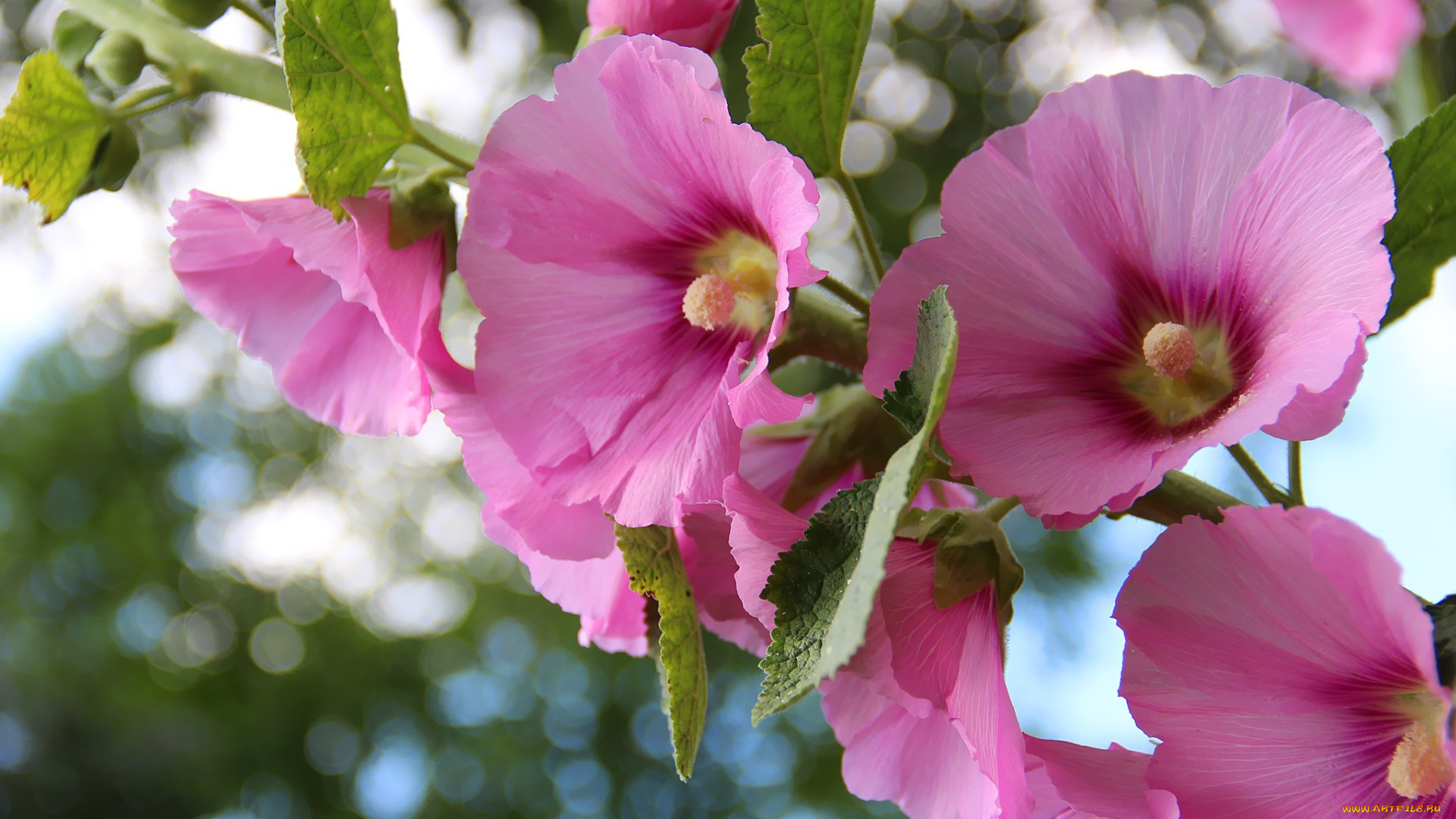 цветы, мальвы, розовый