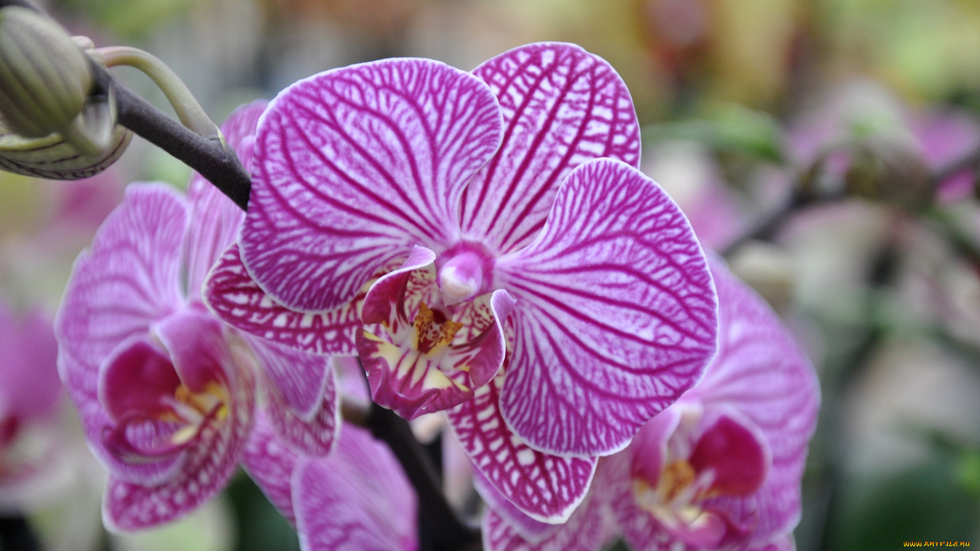 цветы, орхидеи, лепестки, пестрый