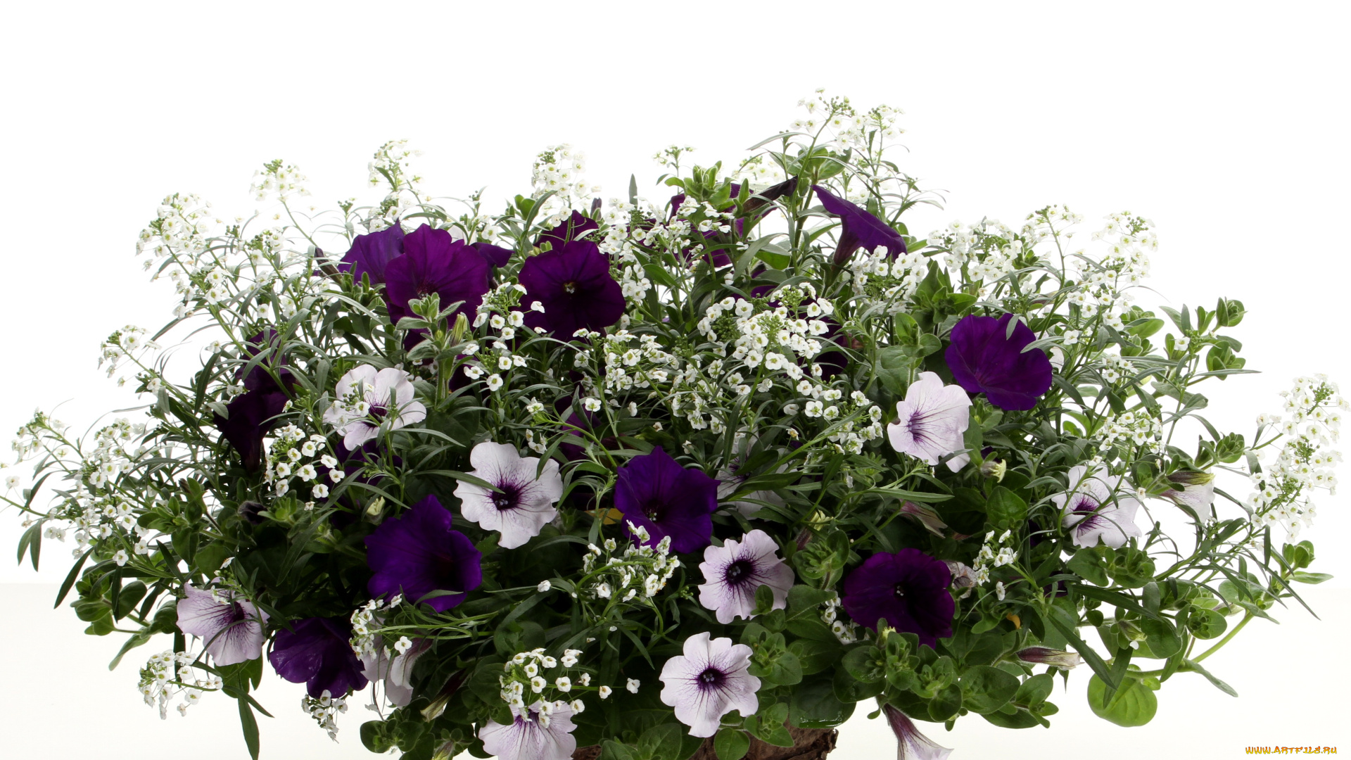 цветы, петунии, калибрахоа, петунья