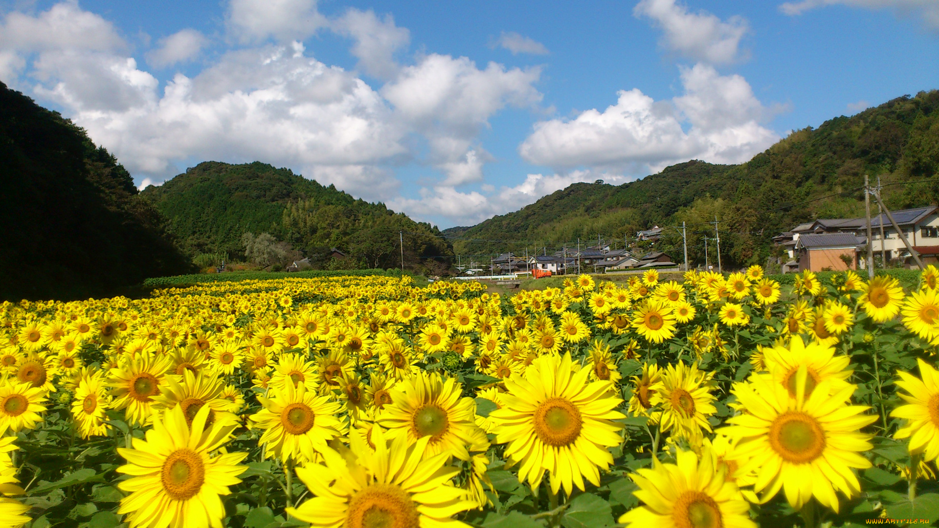 цветы, подсолнухи