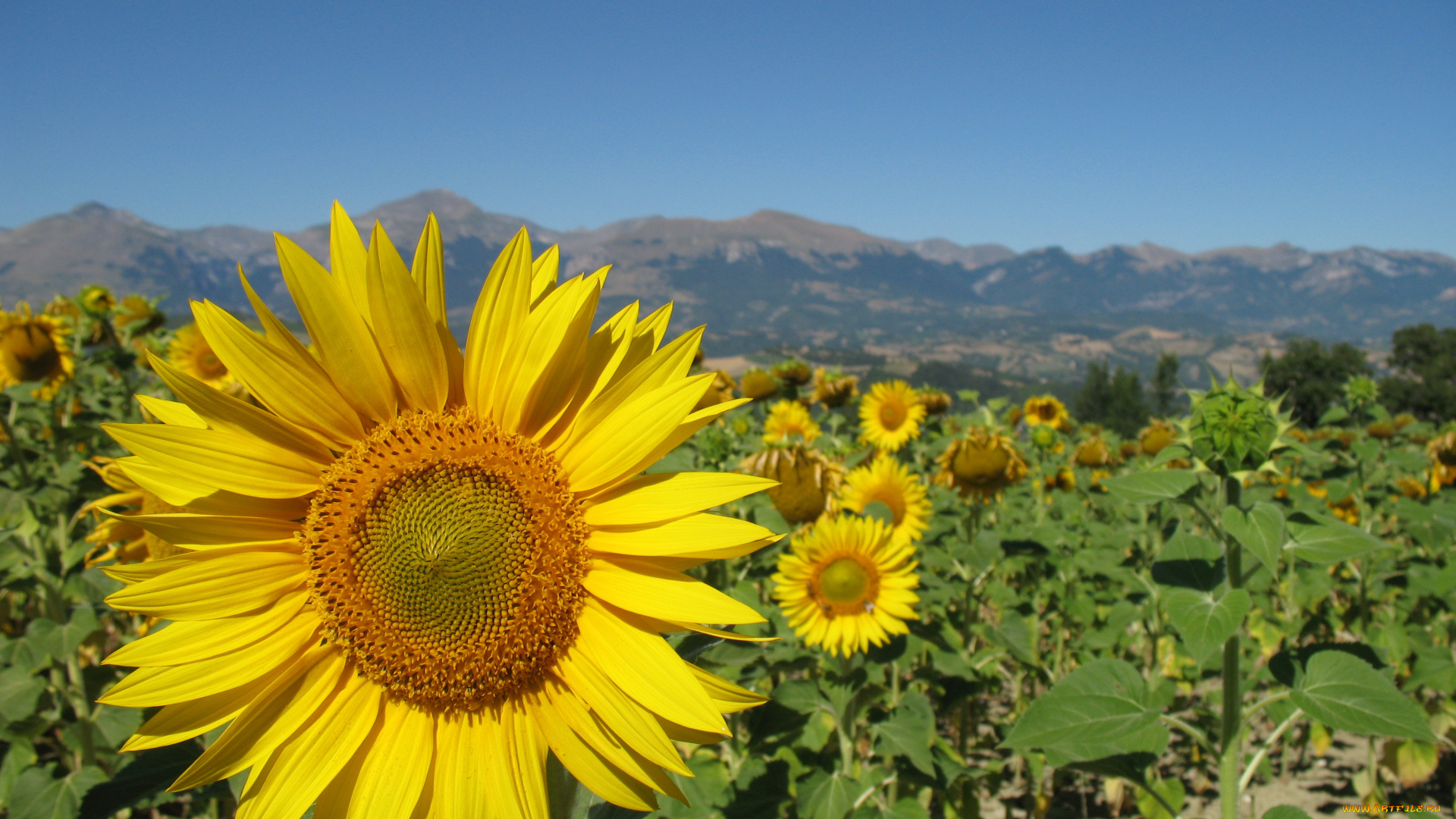 цветы, подсолнухи