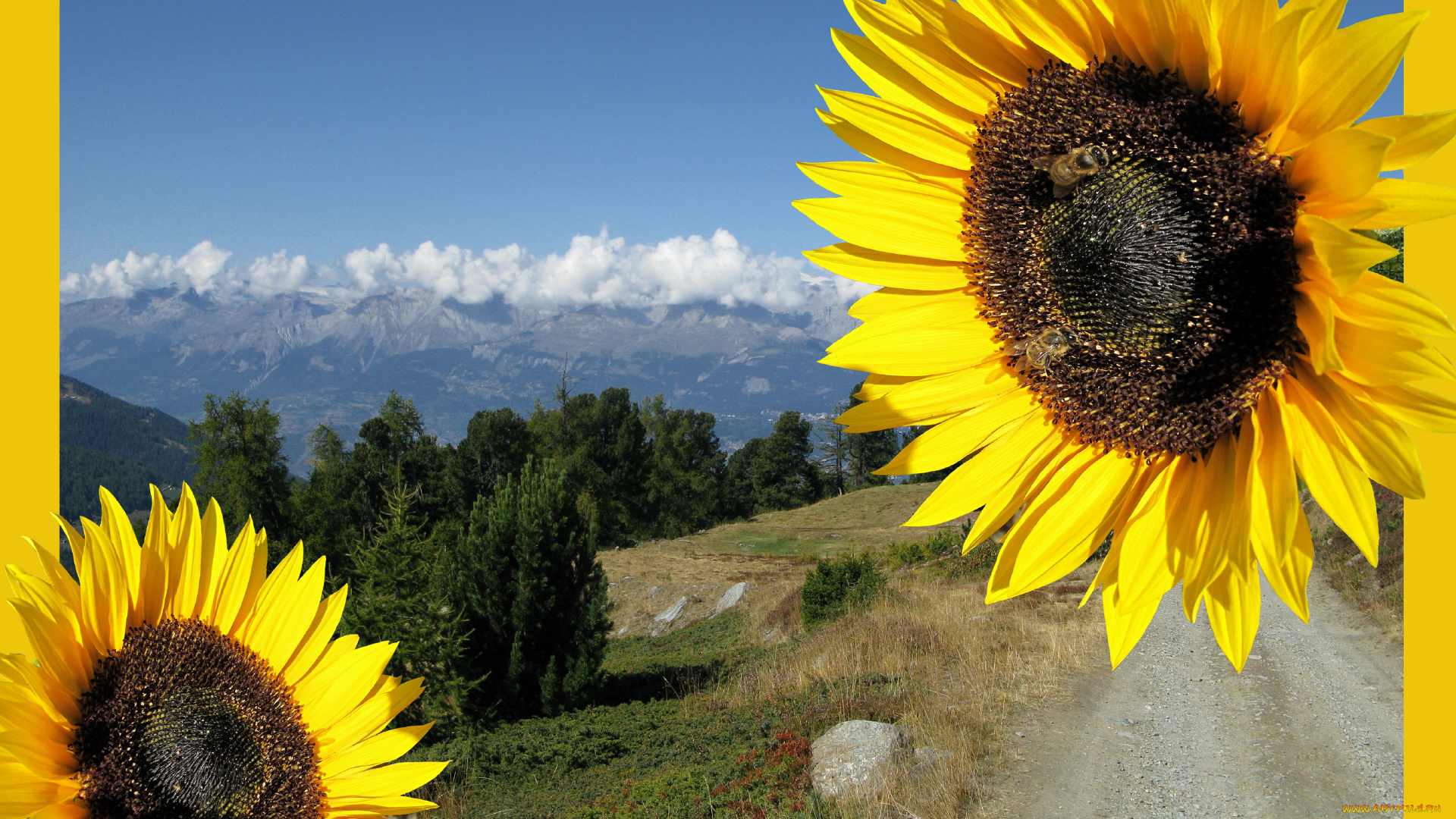 цветы, подсолнухи