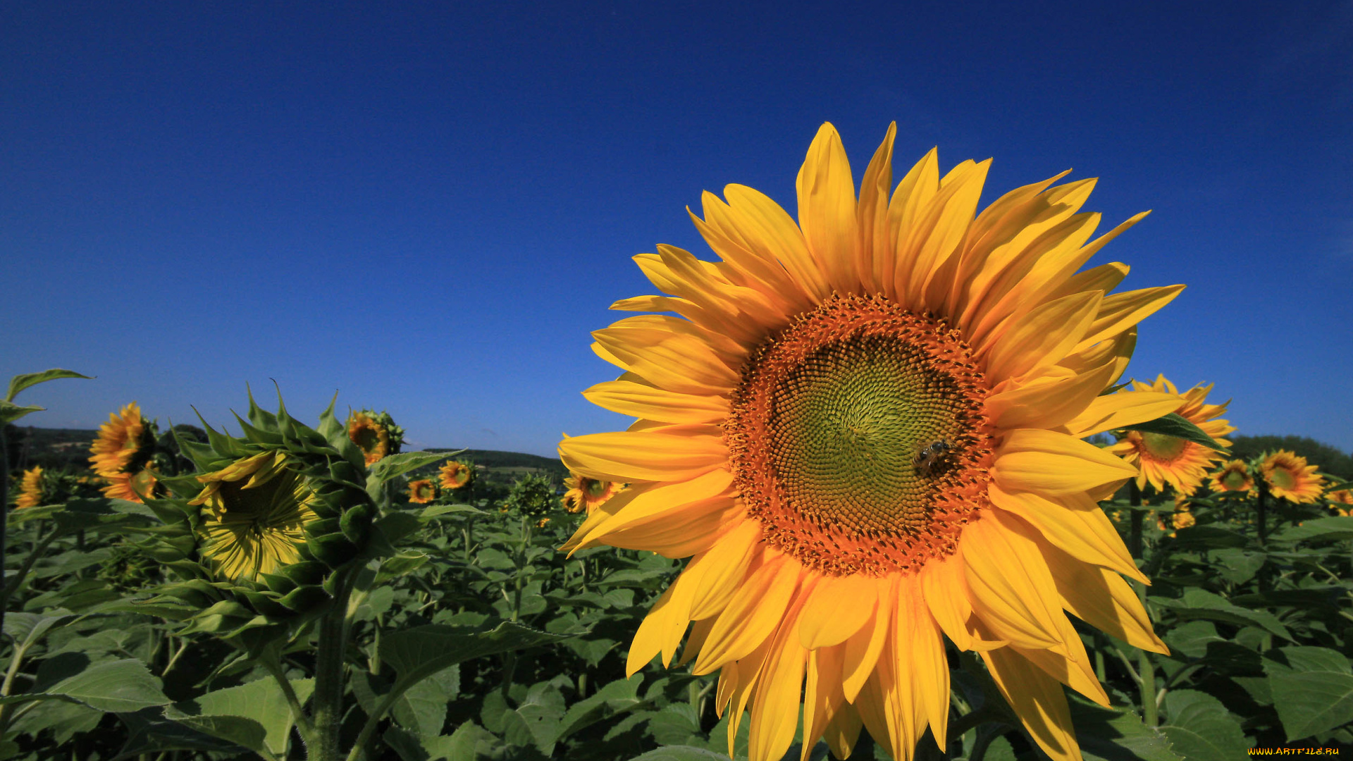 цветы, подсолнухи