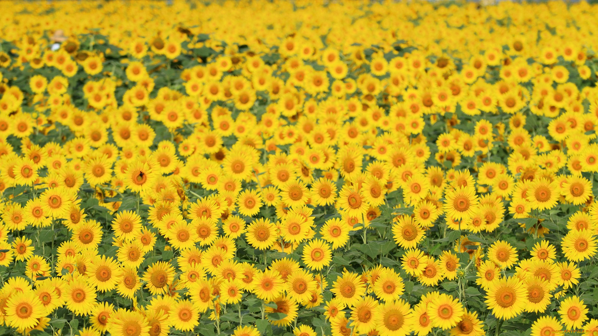 цветы, подсолнухи, крыжовник, смородина, вишня, клубника