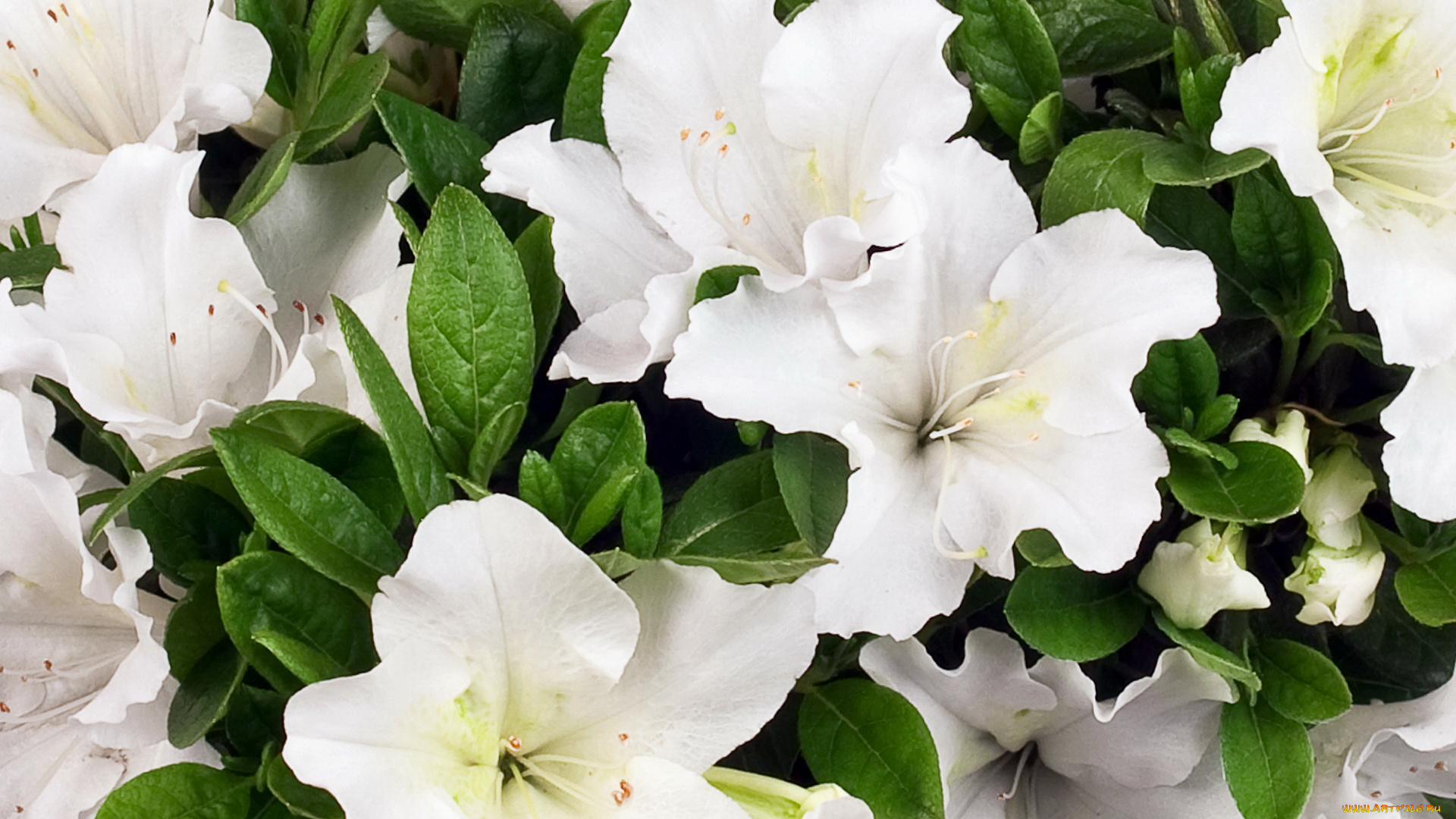 цветы, рододендроны, азалии, rhododendron