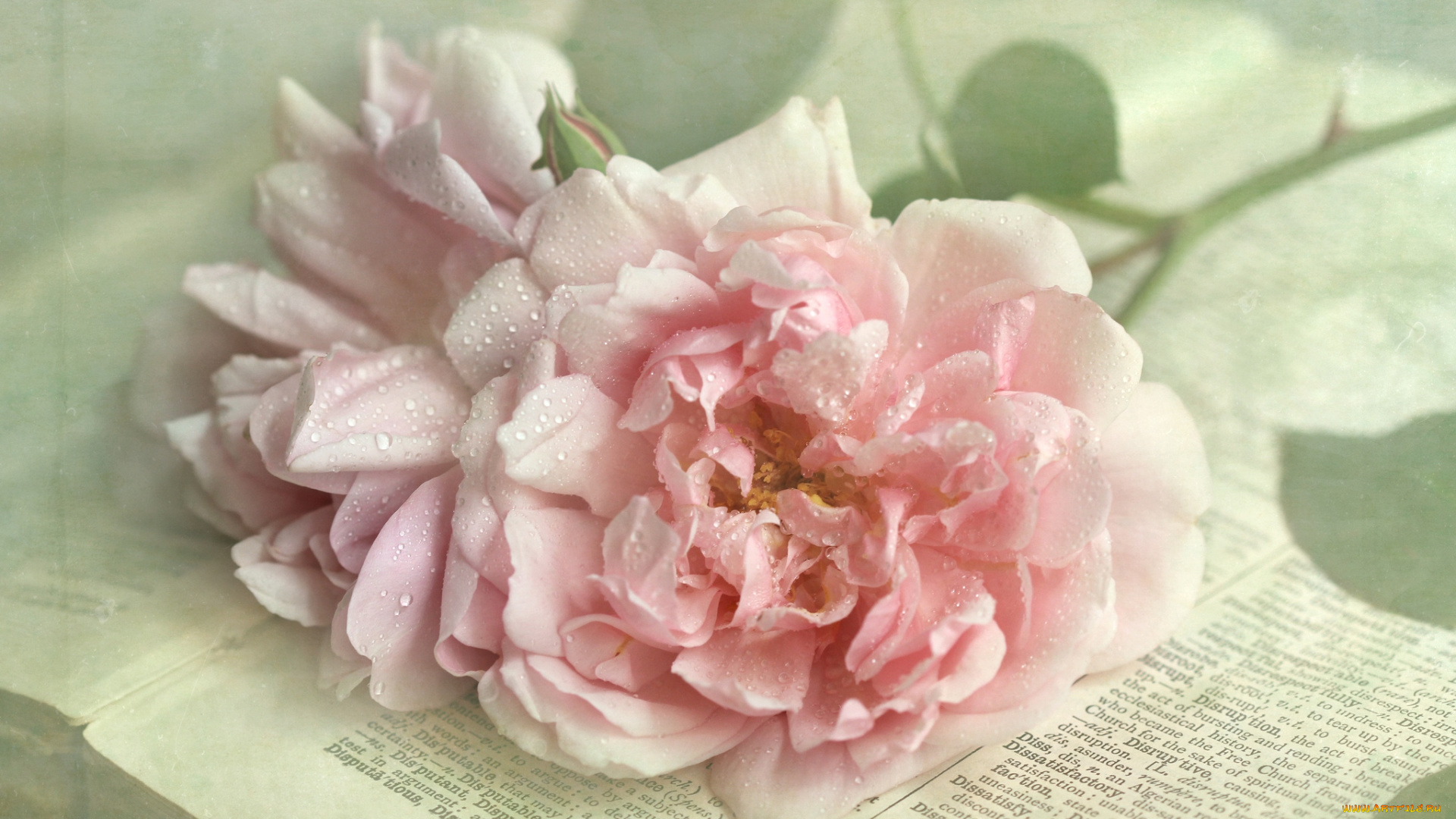 цветы, розы, бледно-розовый, капли, книга