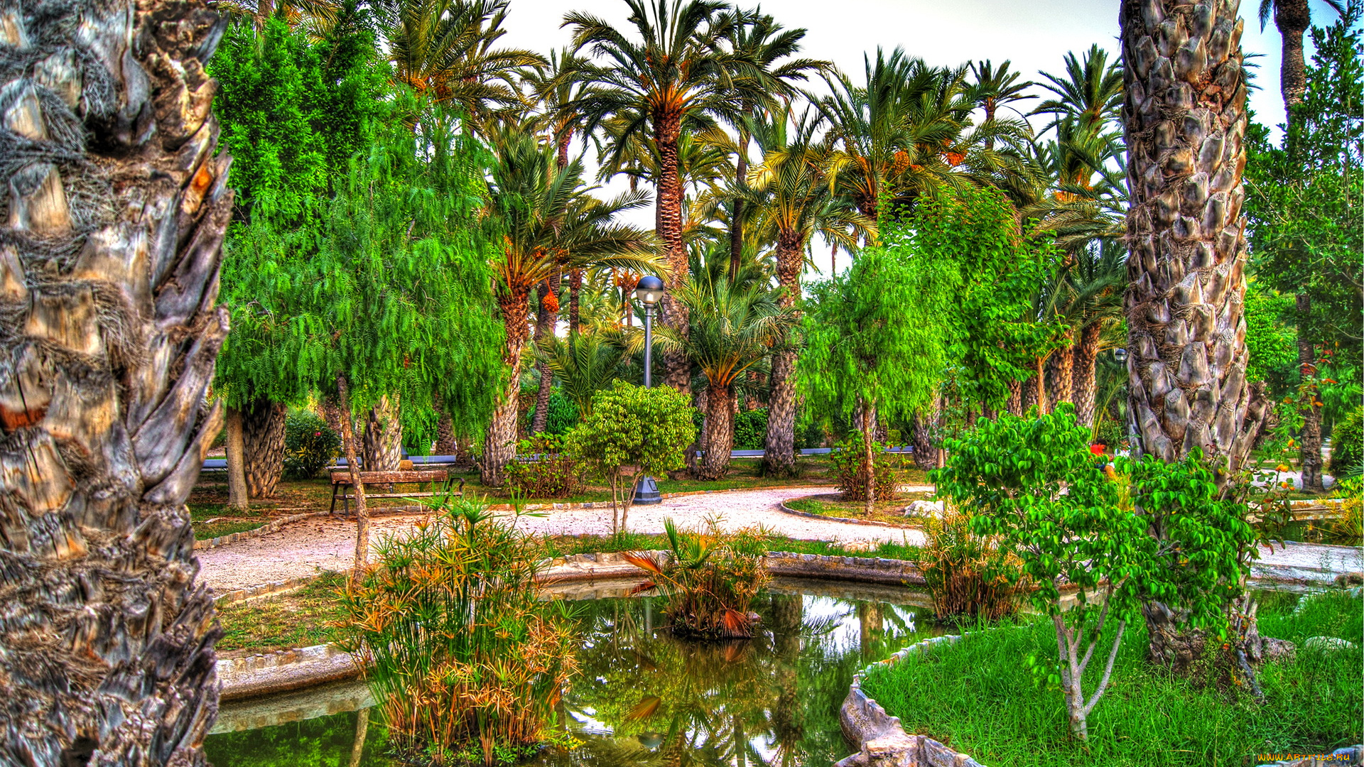 испания, валенсия, эльче, природа, парк, пальмы, водоем
