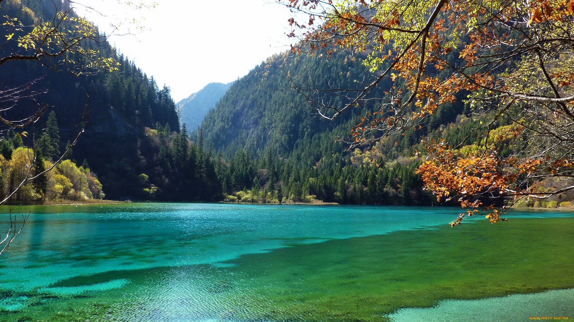 китай, jiuzhaigou, valley, panda, lake, природа, реки, озера, лес, горы, озеро