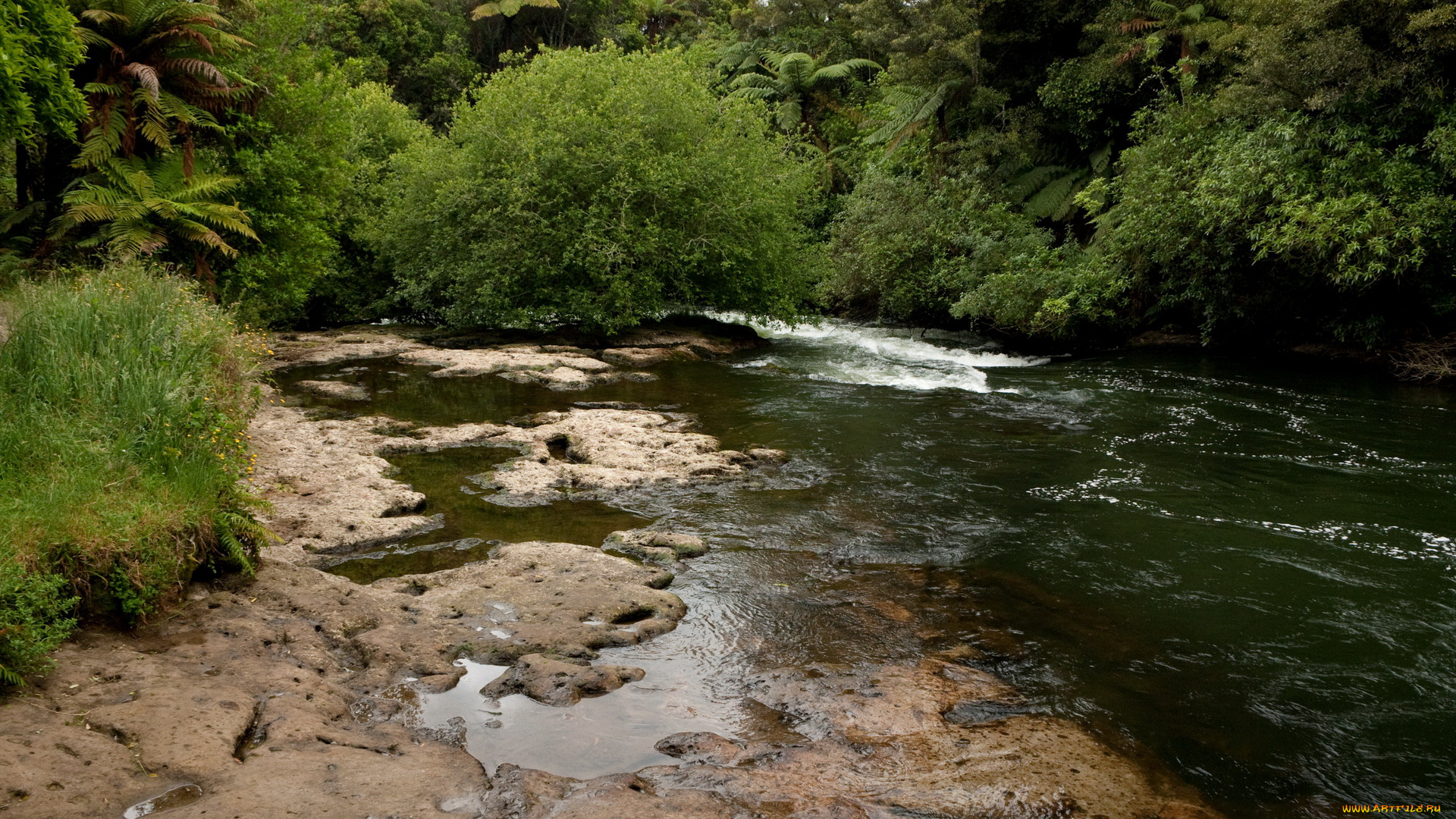 new, zealand, kaituna, river, природа, реки, озера, тропики, река