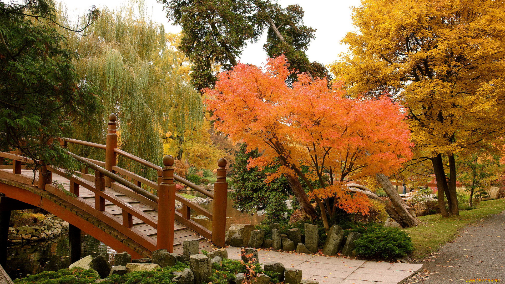 польша, вроцлав, природа, парк, деревья, осень, мостик