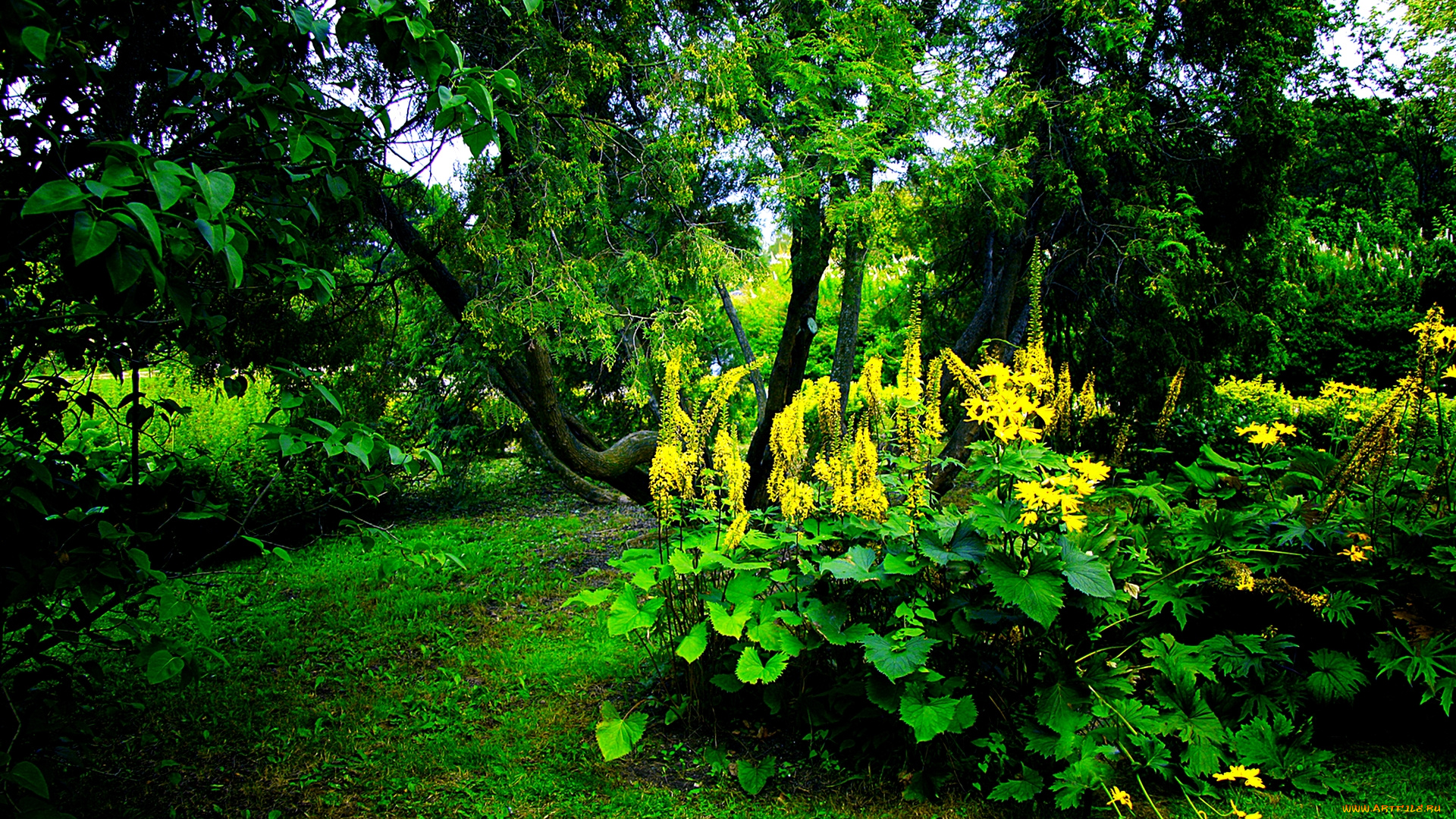природа, лес, листья, трава, деревья, лето, зелень, цветы