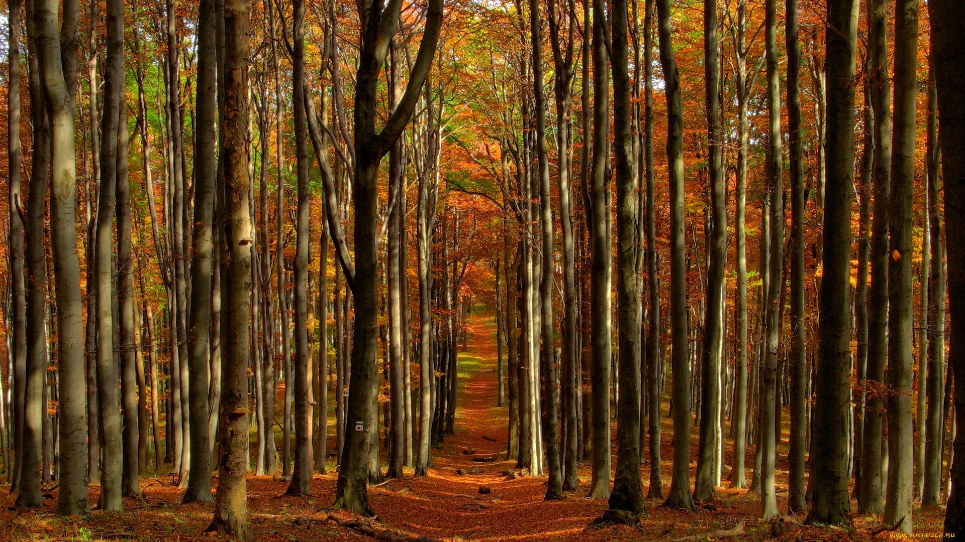 природа, лес, осень