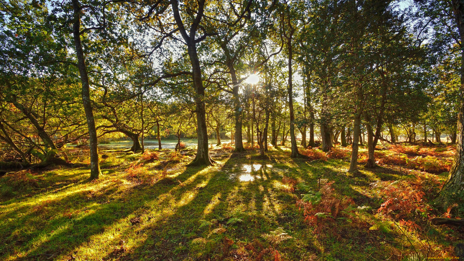 природа, лес, солнце, свет, деревья