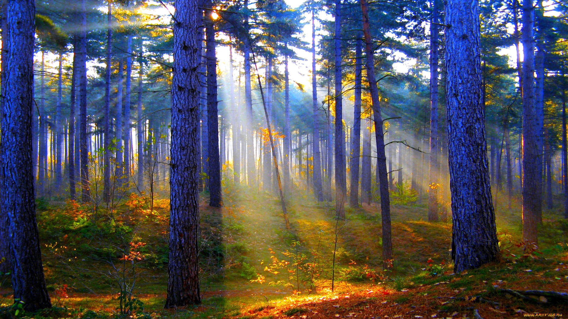 природа, лес, сосны, свет, трава