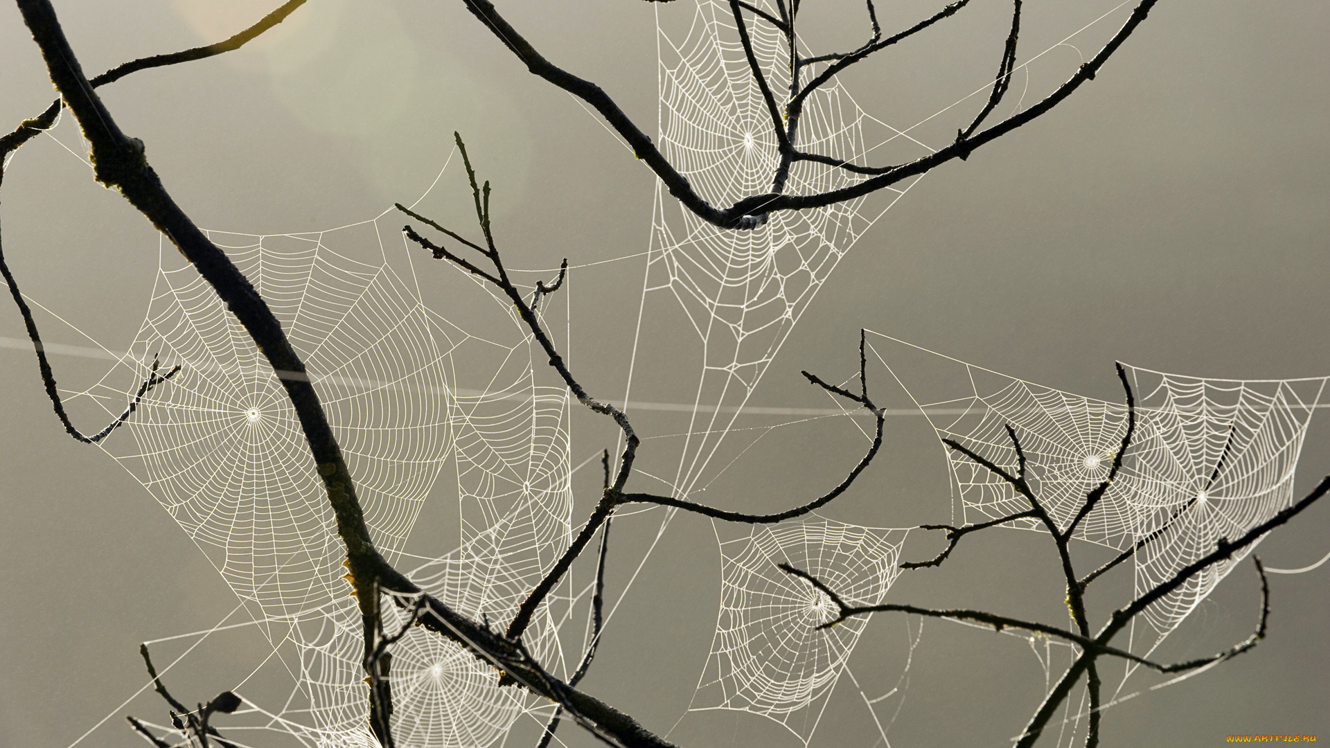 природа, макро, ветка, паутина