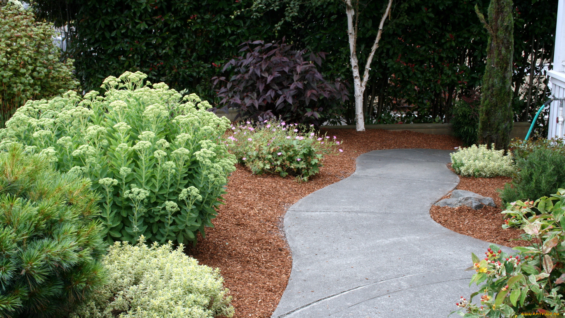 природа, парк, растения