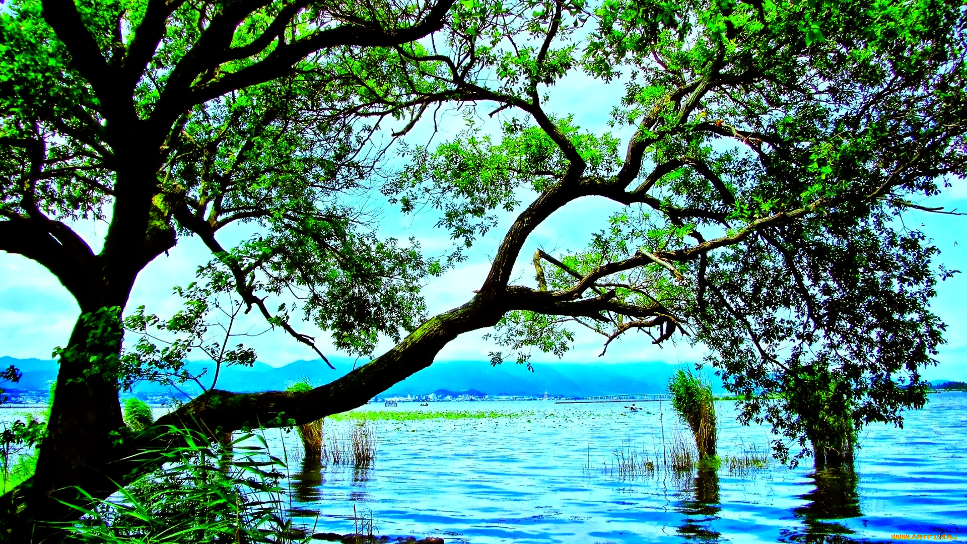 природа, реки, озера, трава, дерево, озеро