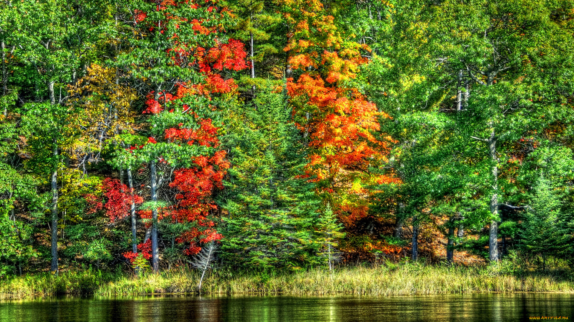 природа, реки, озера, трава, лес, река, осень