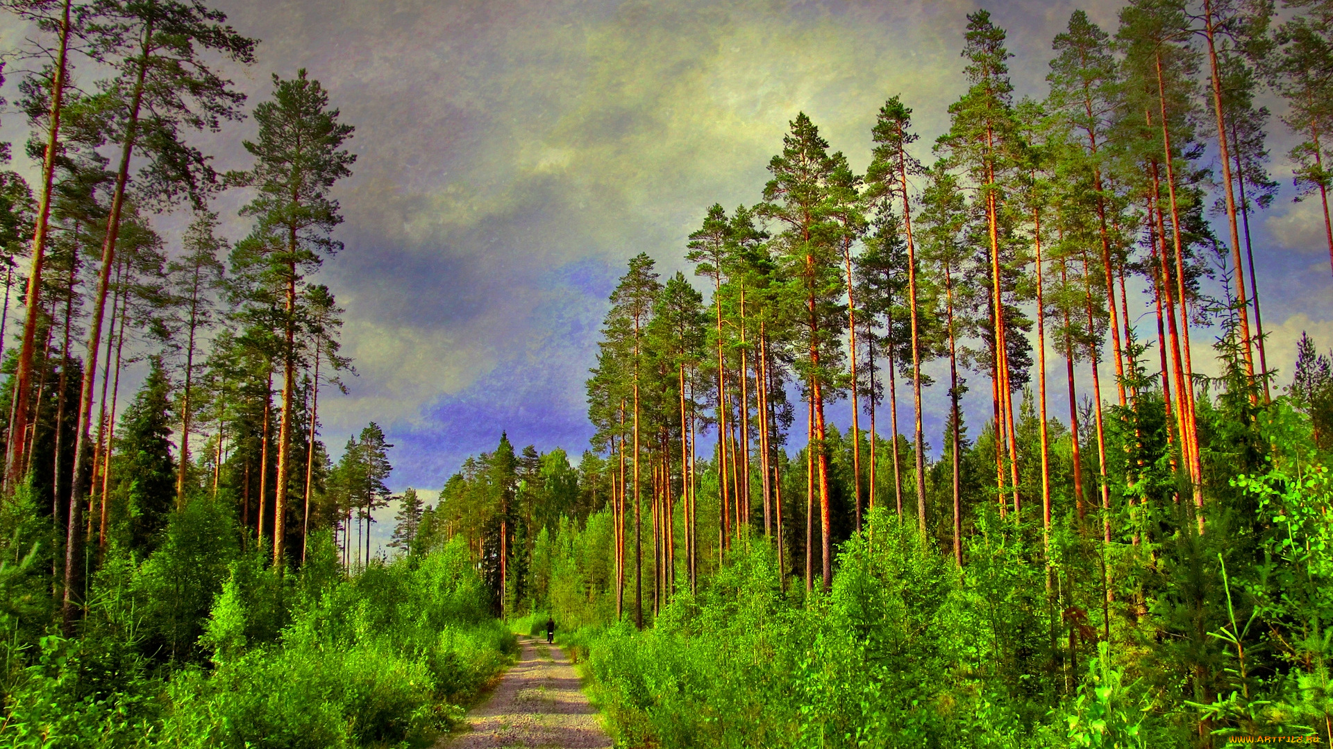 тракт, природа, дороги, дорога, сосны, трава, кусты, лес