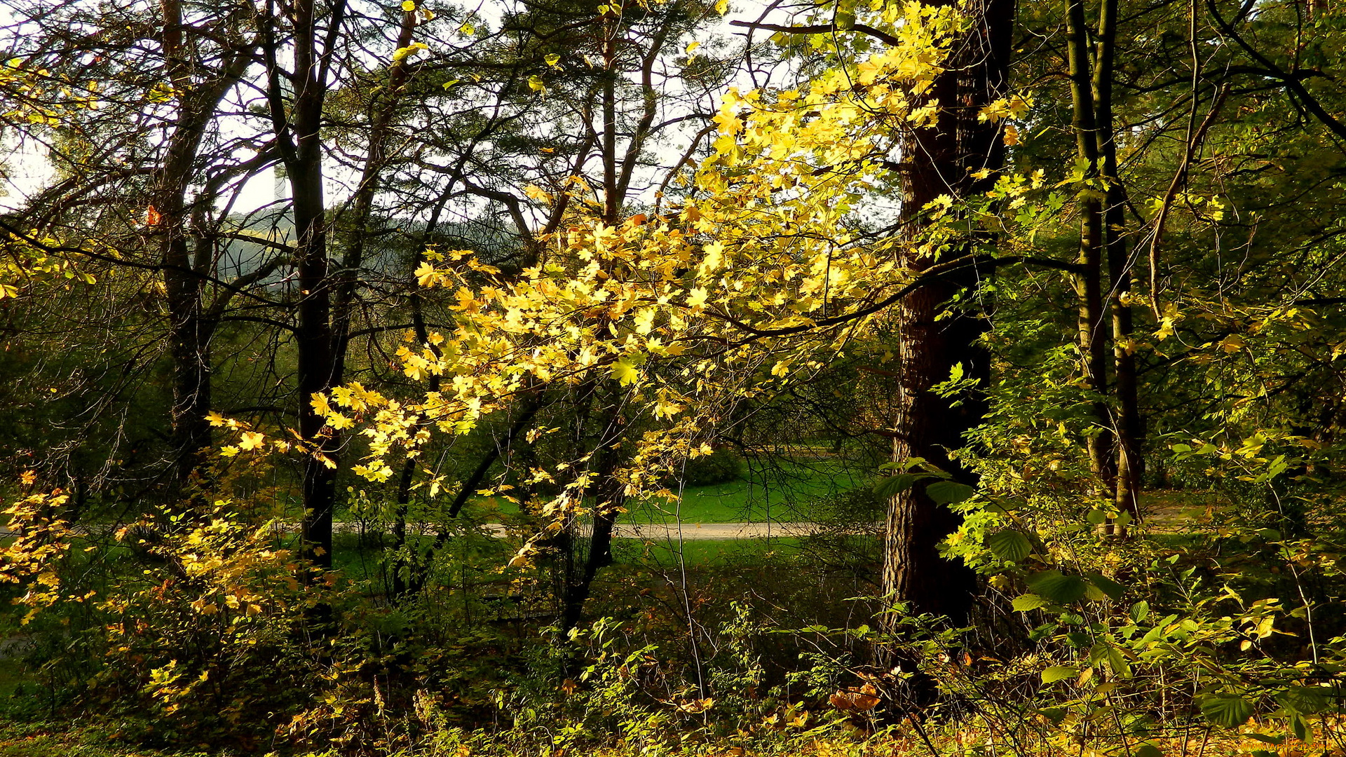 vingio, parkas, вильнюс, природа, парк