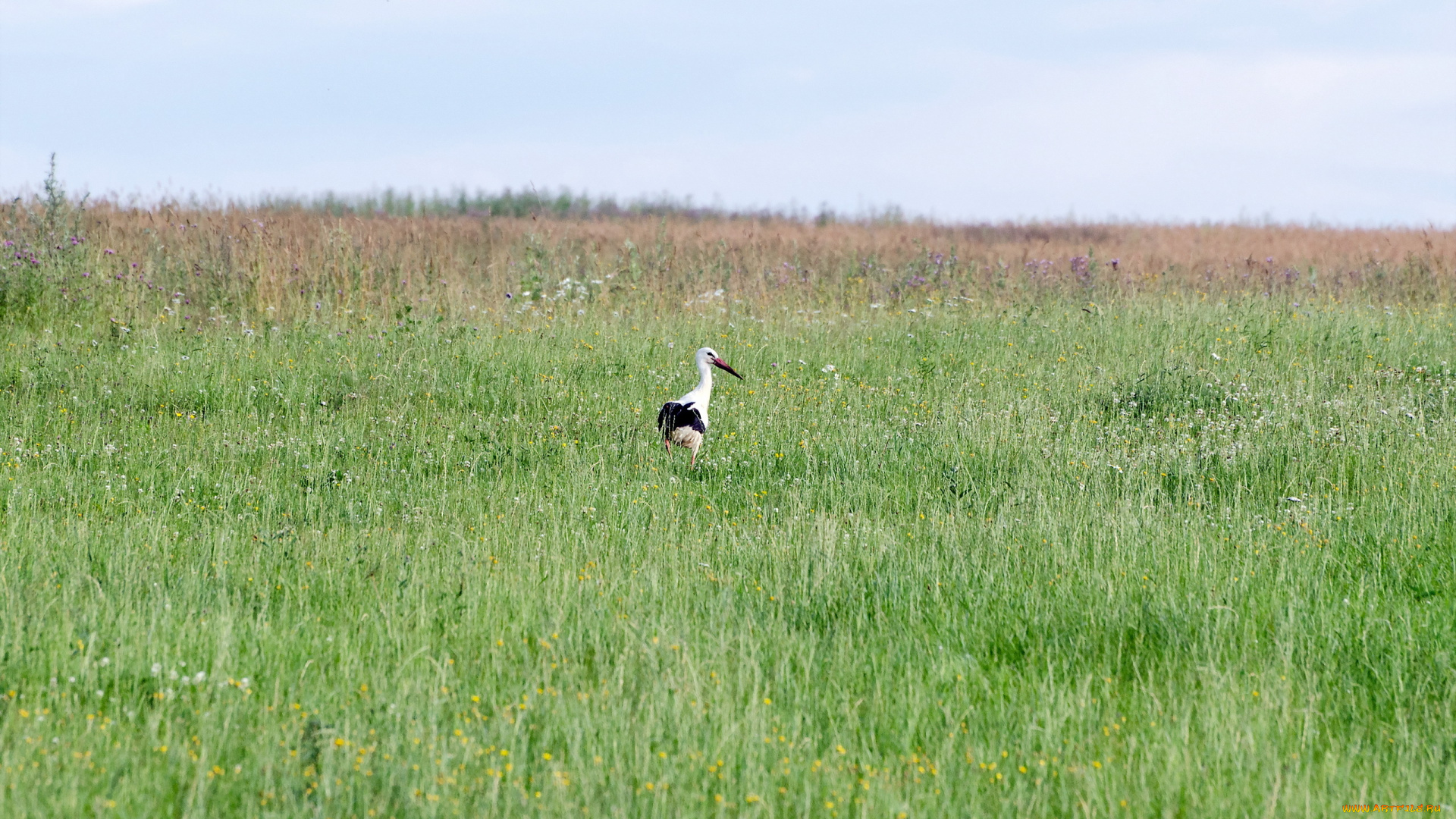 животные, аисты, аист, поле, природа