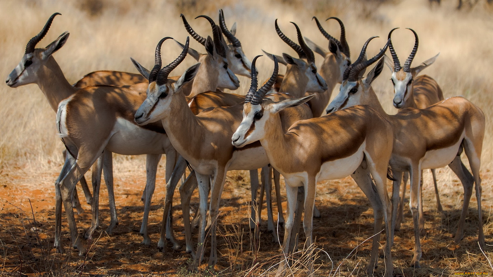 животные, антилопы, африка, природа