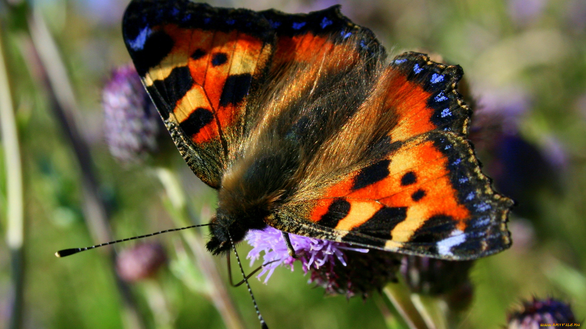 животные, бабочки, крылья