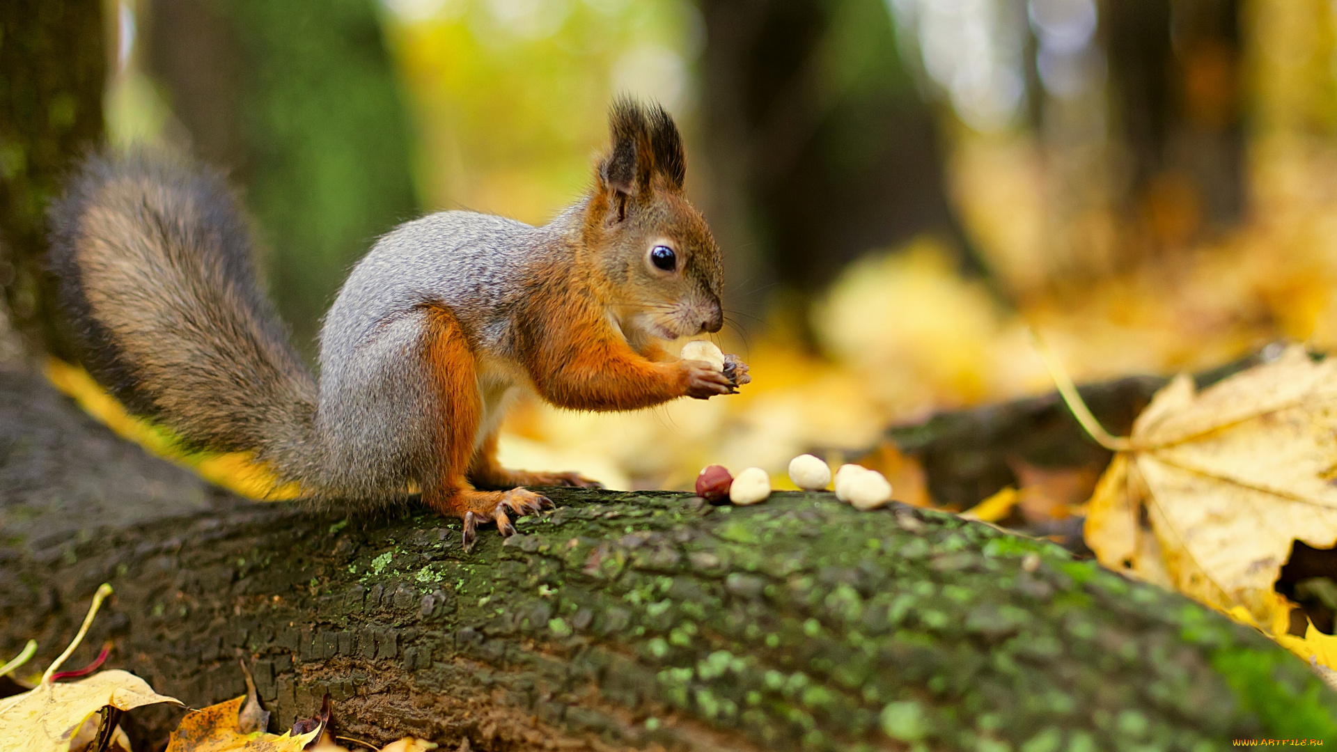 животные, белки, орешки