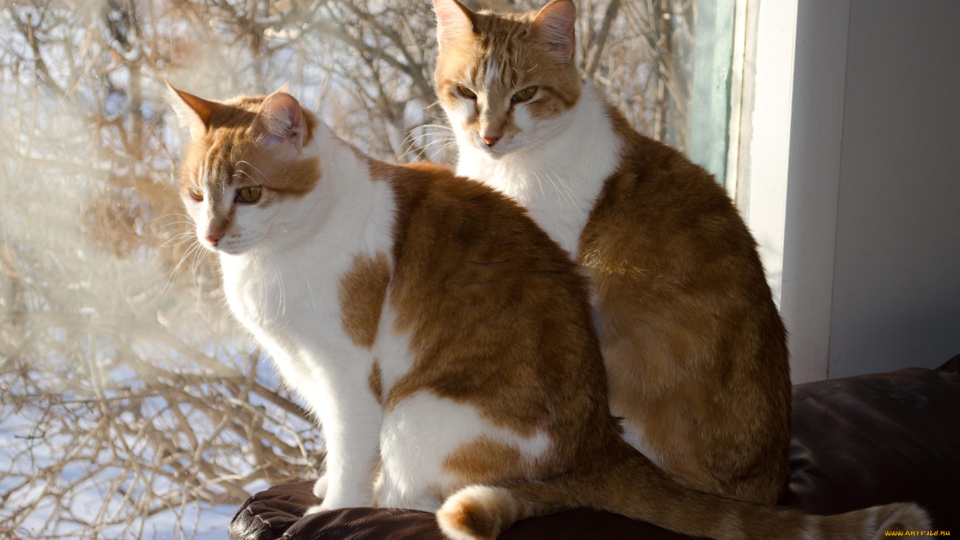 животные, коты, парочка