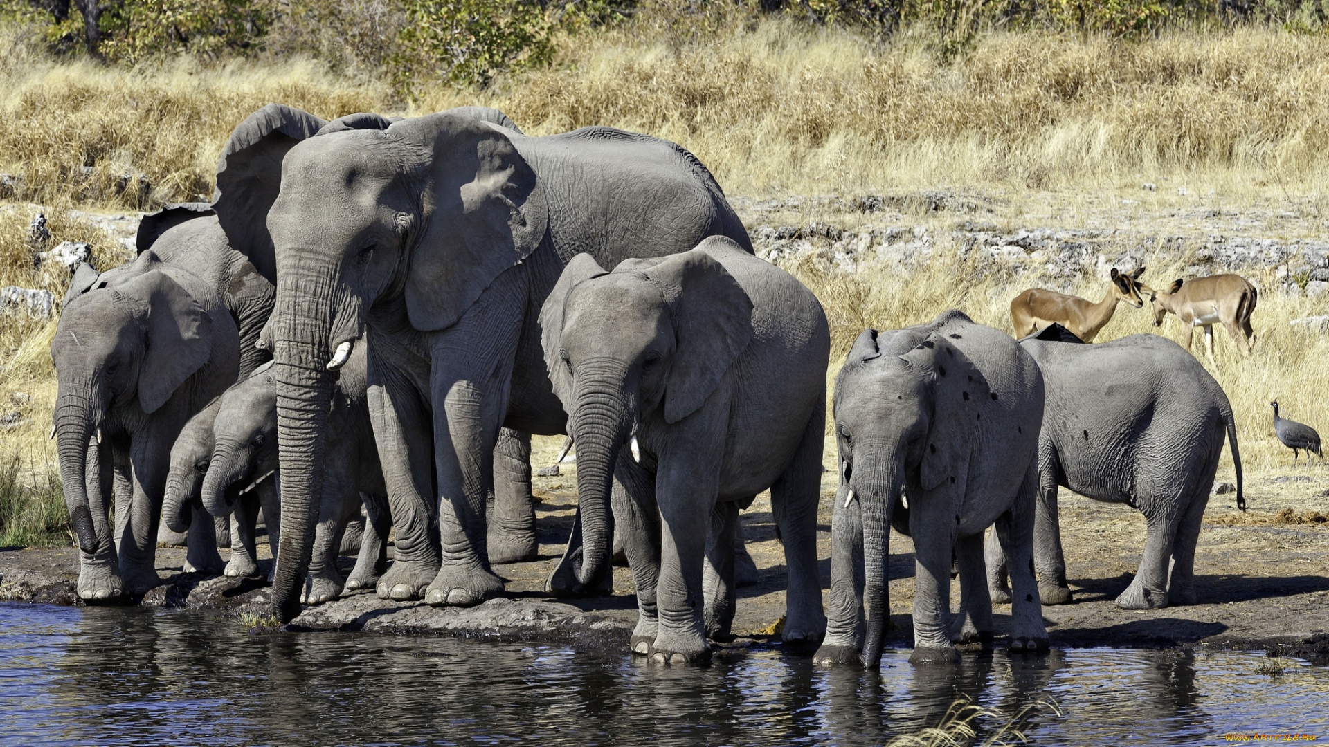 животные, слоны, водопой, стадо