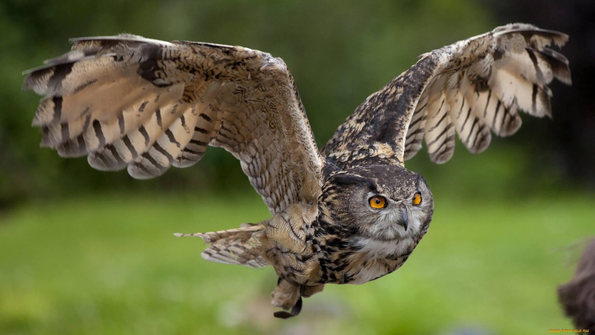 животные, совы, полет, крылья